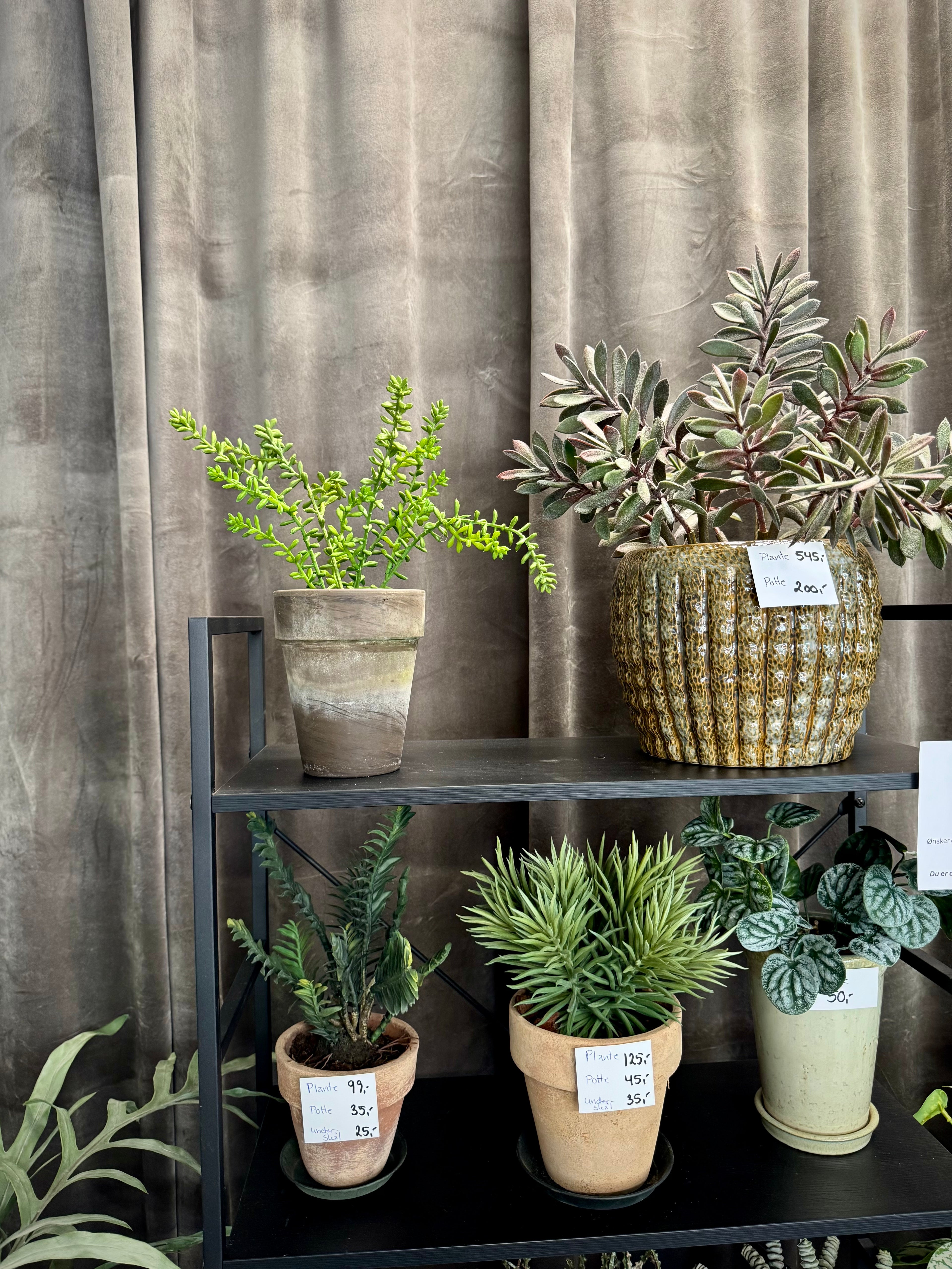Sedum stilk 41 cm