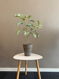 Silverek 70 cm