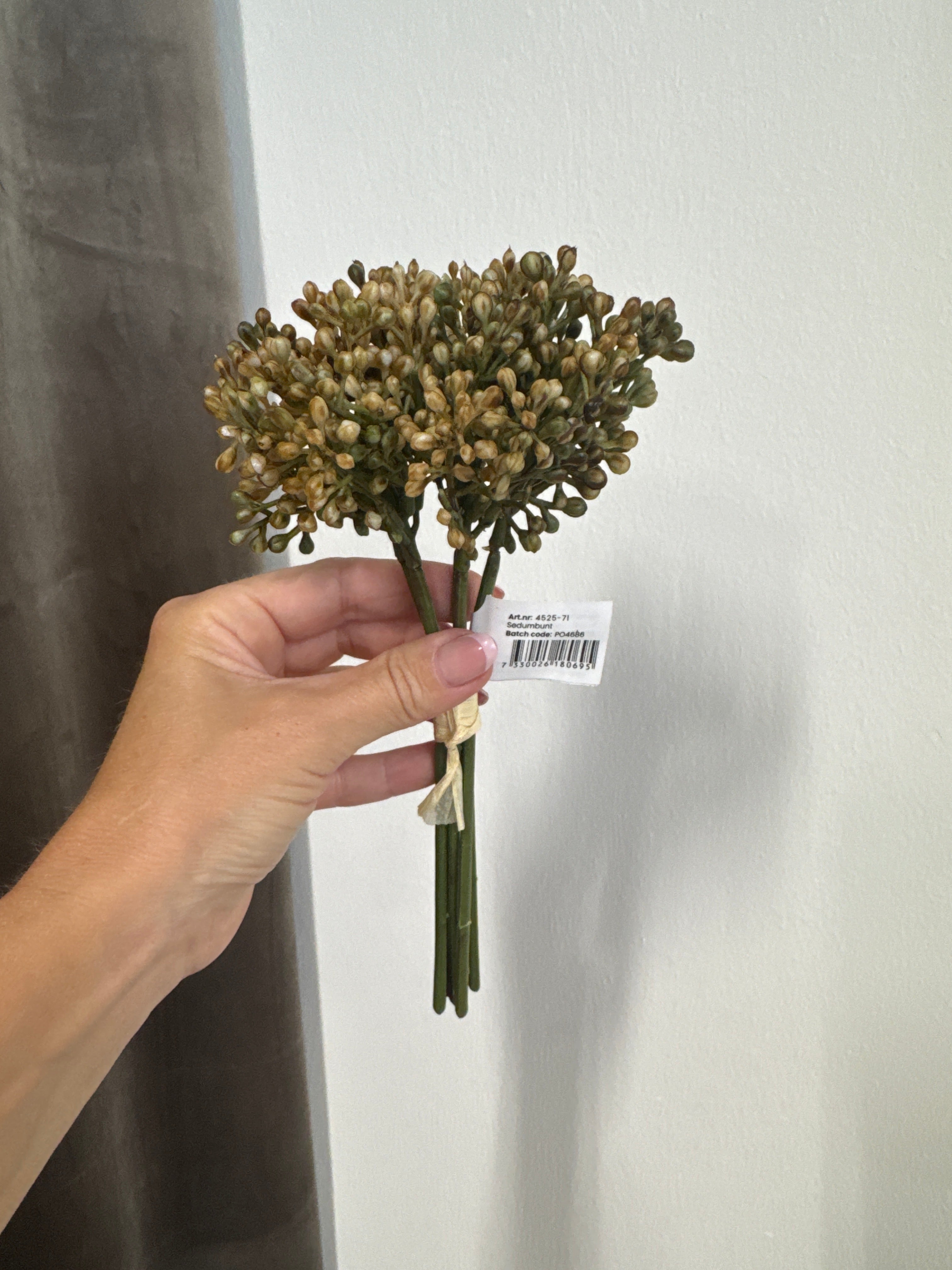 Sedum bdt. Beige