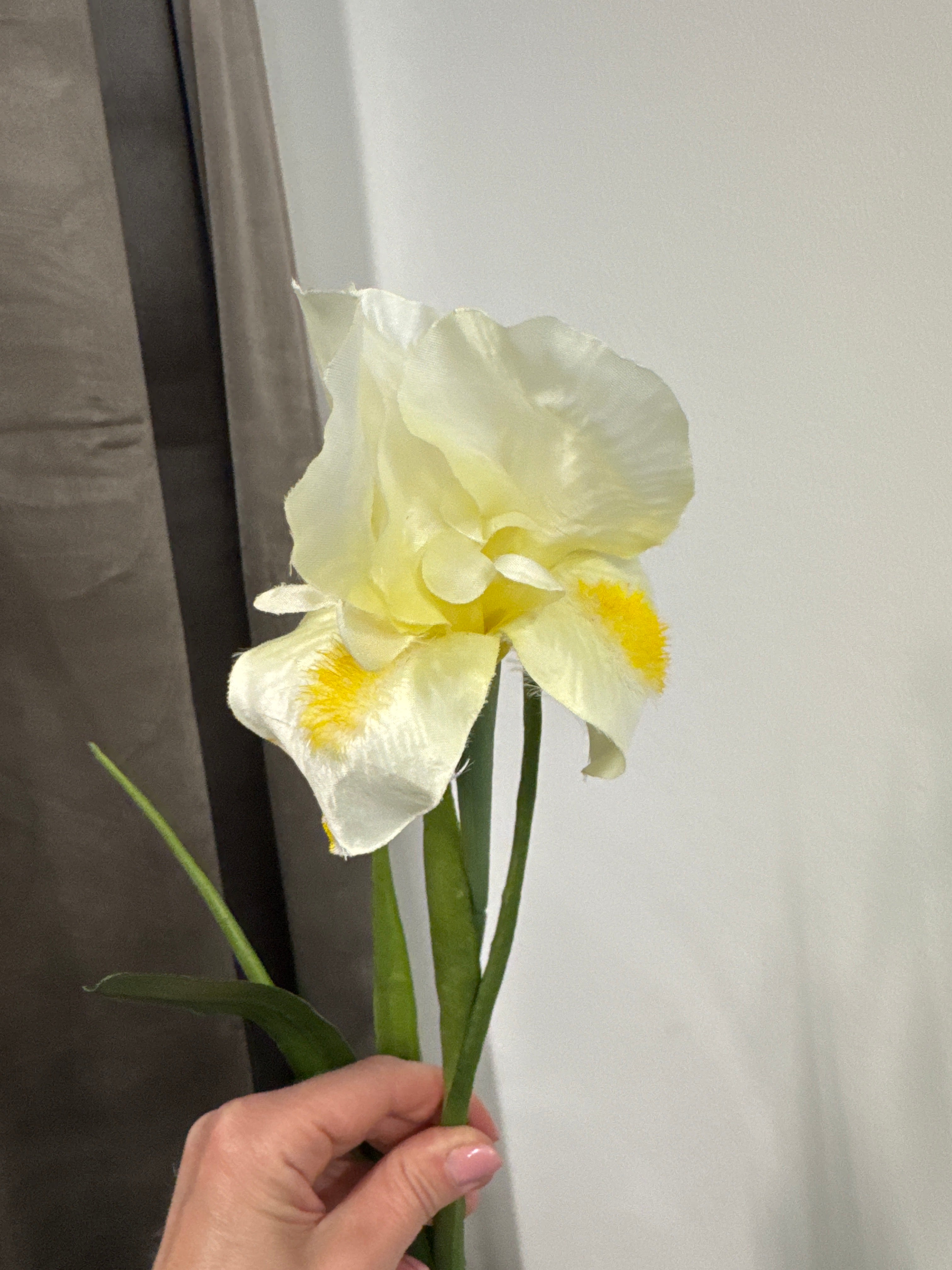 Hvid/gul Iris