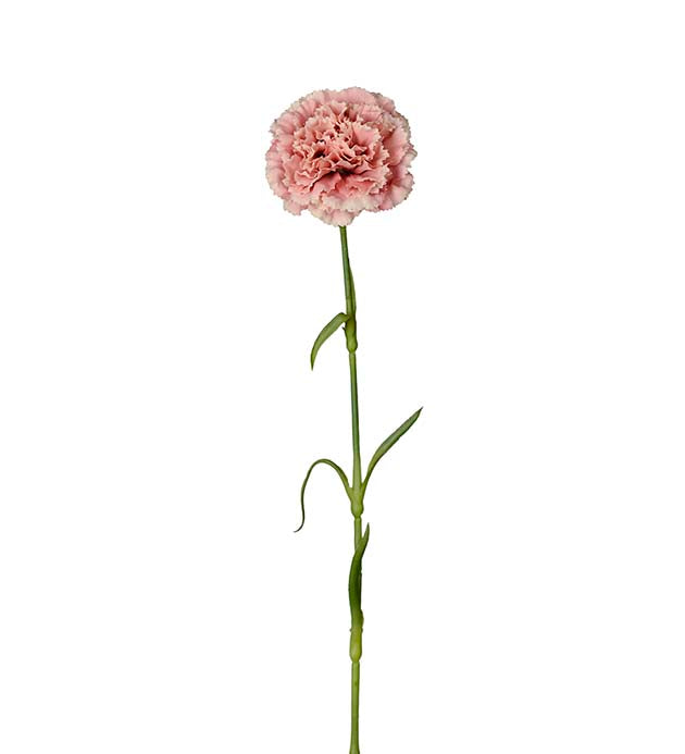 Nellike rosa 44 cm