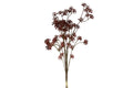 Anthhriscus bundt bordeaux h 67 cm