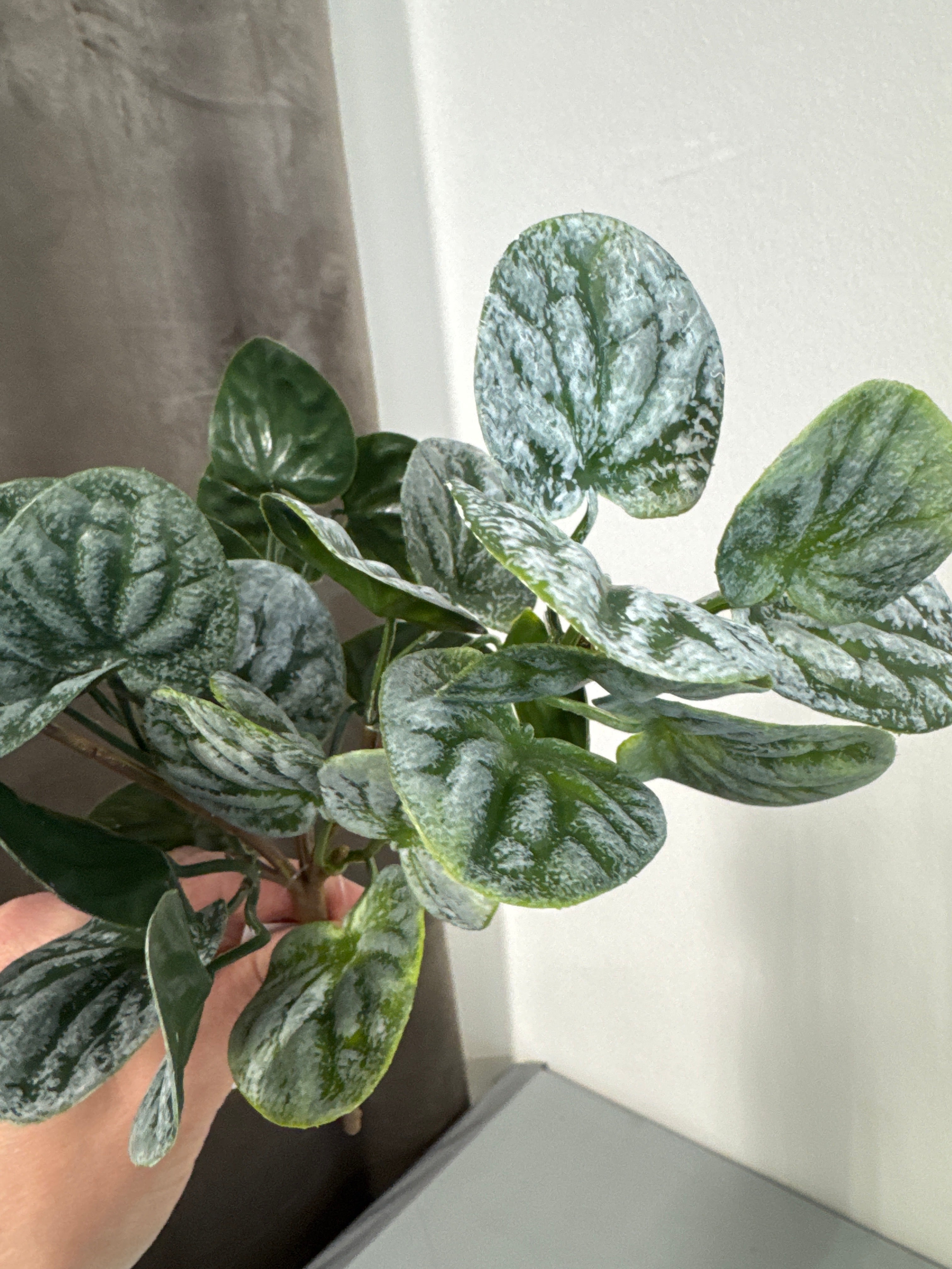 Peperonia stilk
