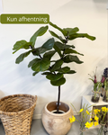 Ficus plante 120 cm