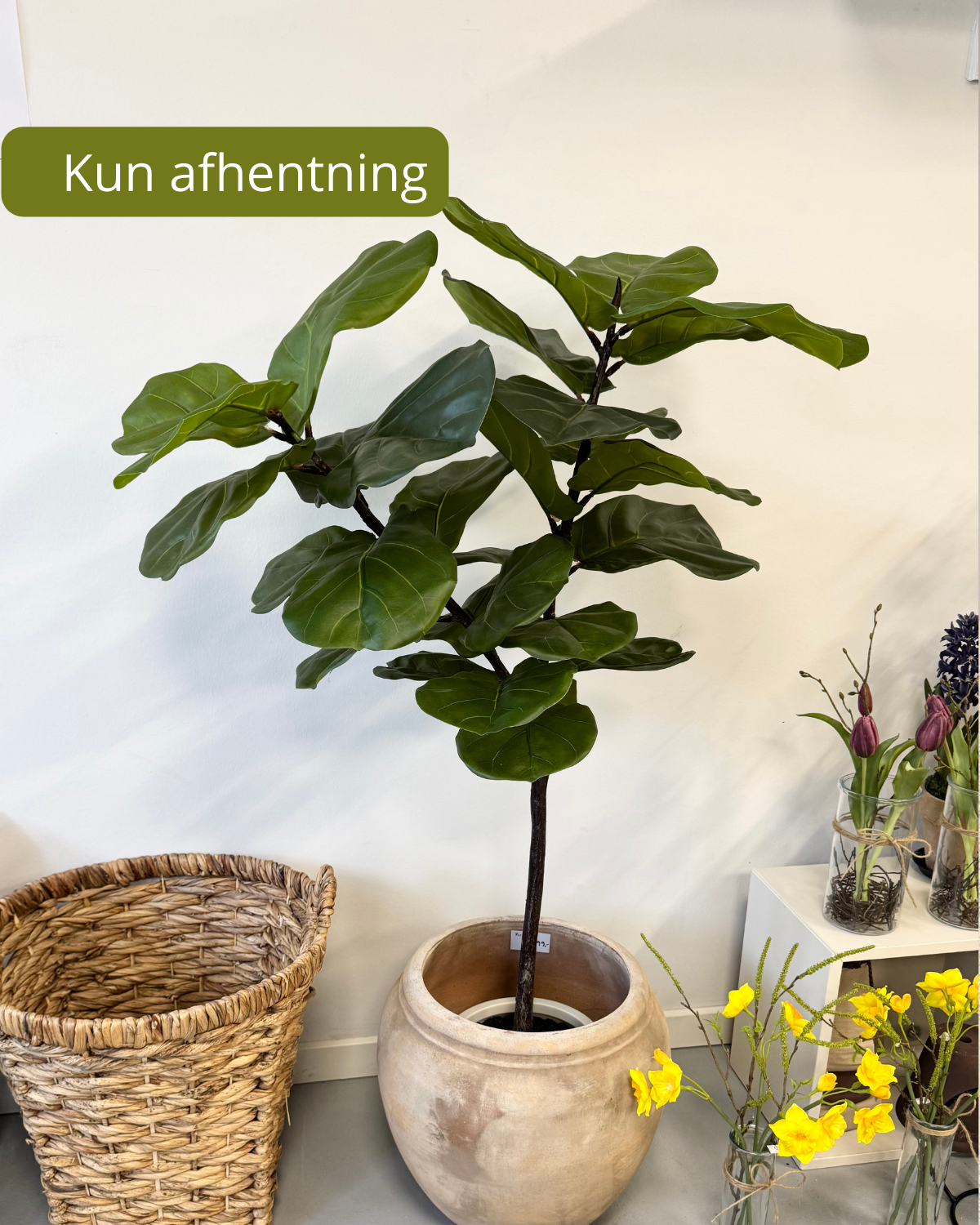 Ficus plante 120 cm