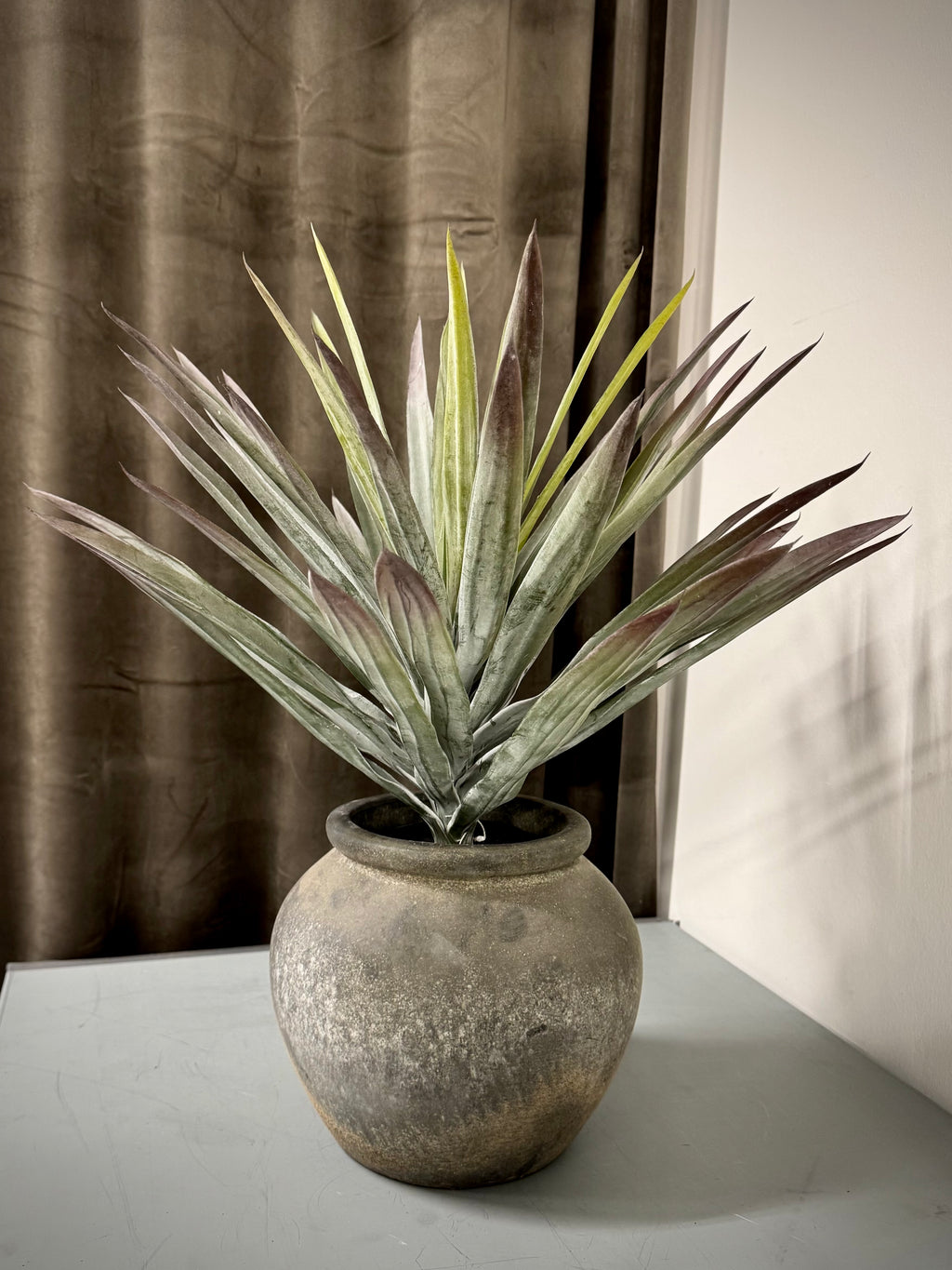Yucca Palme H 48 cm