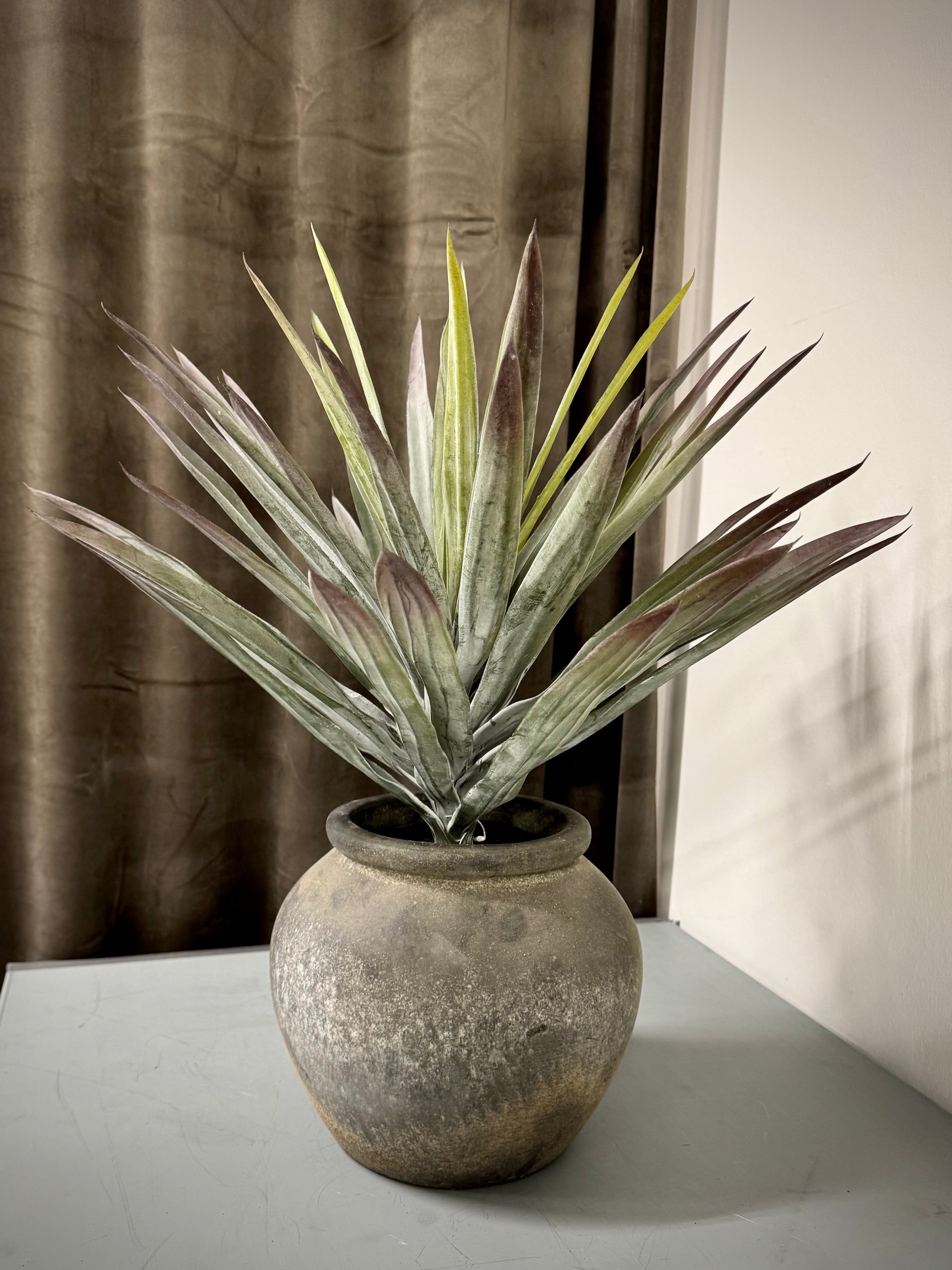 Yucca Palme H 48 cm