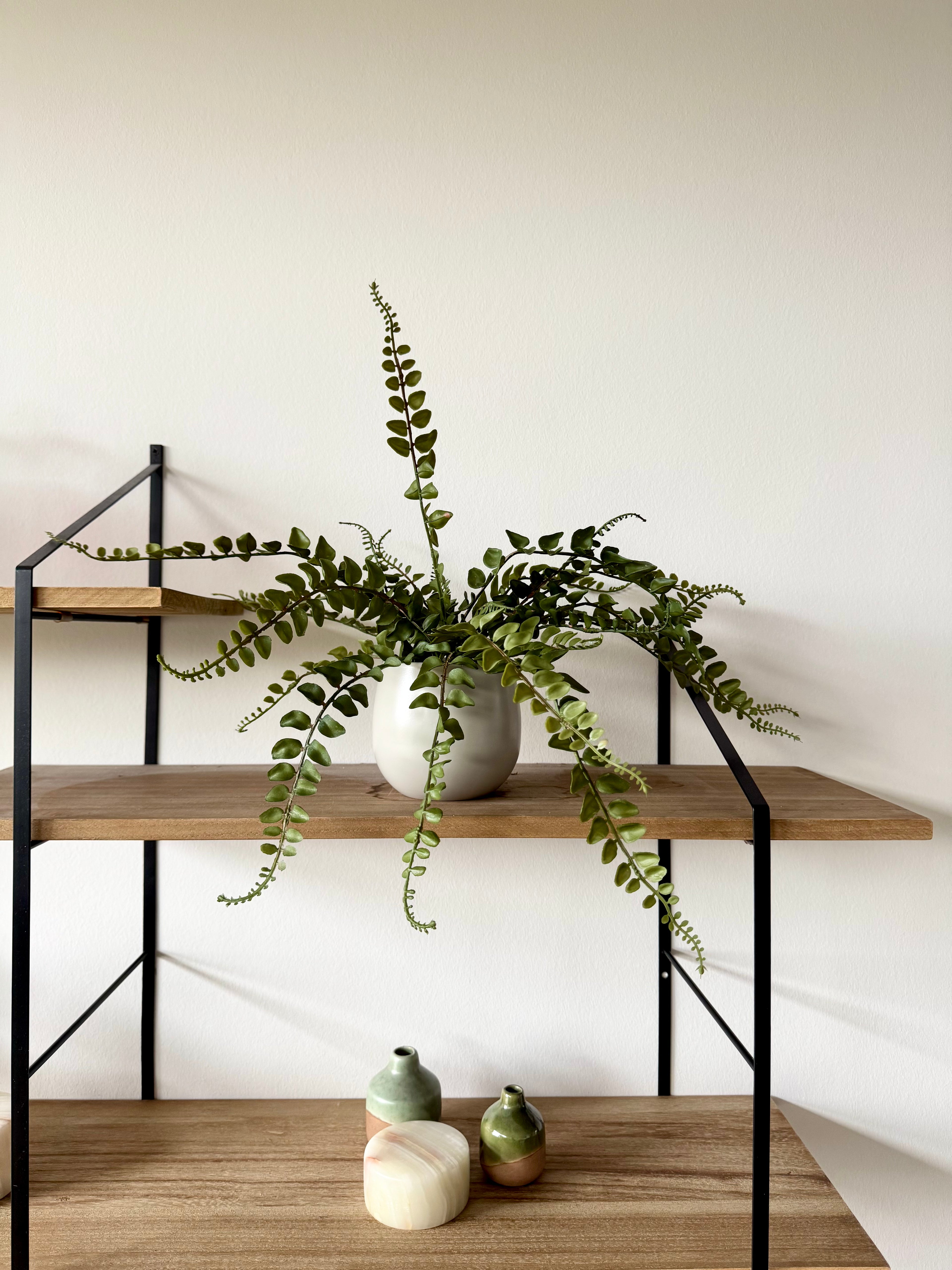 Bregne med rod 43 cm