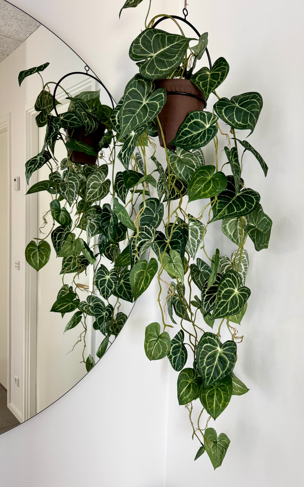 Anthurium ranke