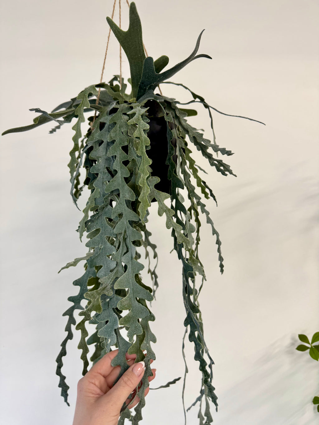 Epiphyllum hænge L 91cm