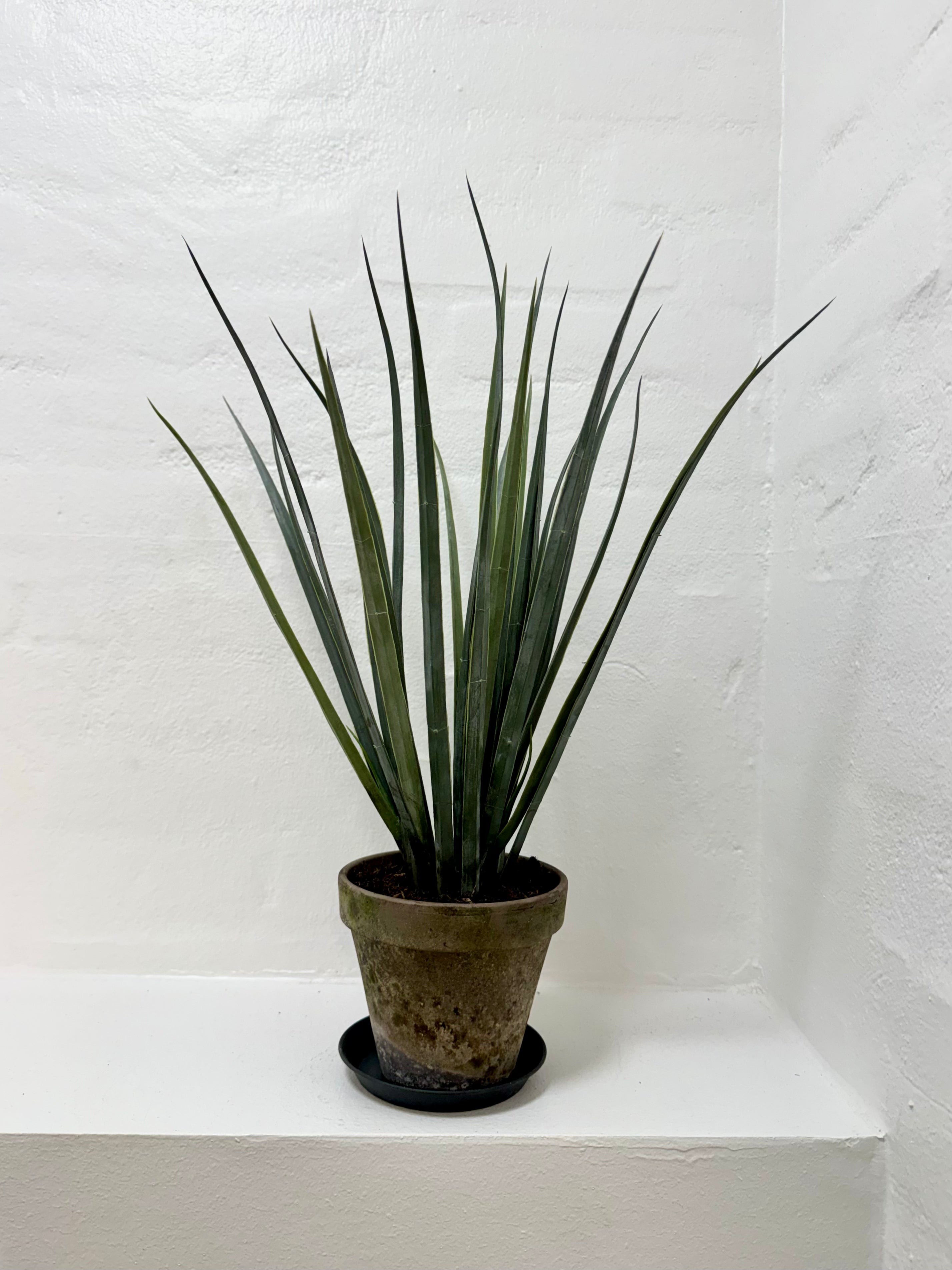 Græs i potte 46 cm