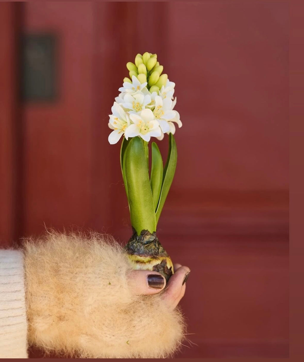 Hyacint på løg m. Blomst