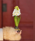 Hyacint på løg m. Blomst