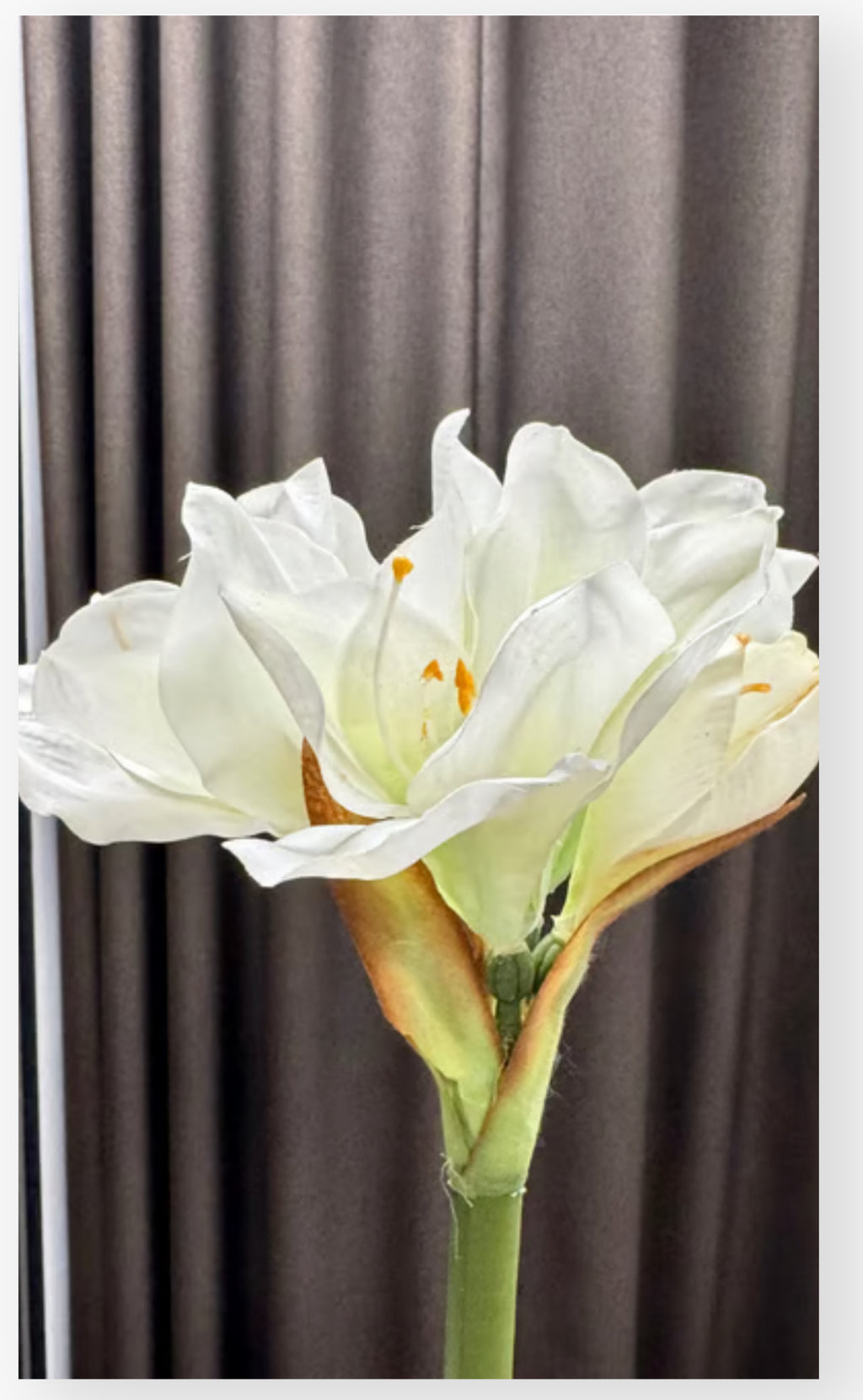 Amaryllis i potte hvid