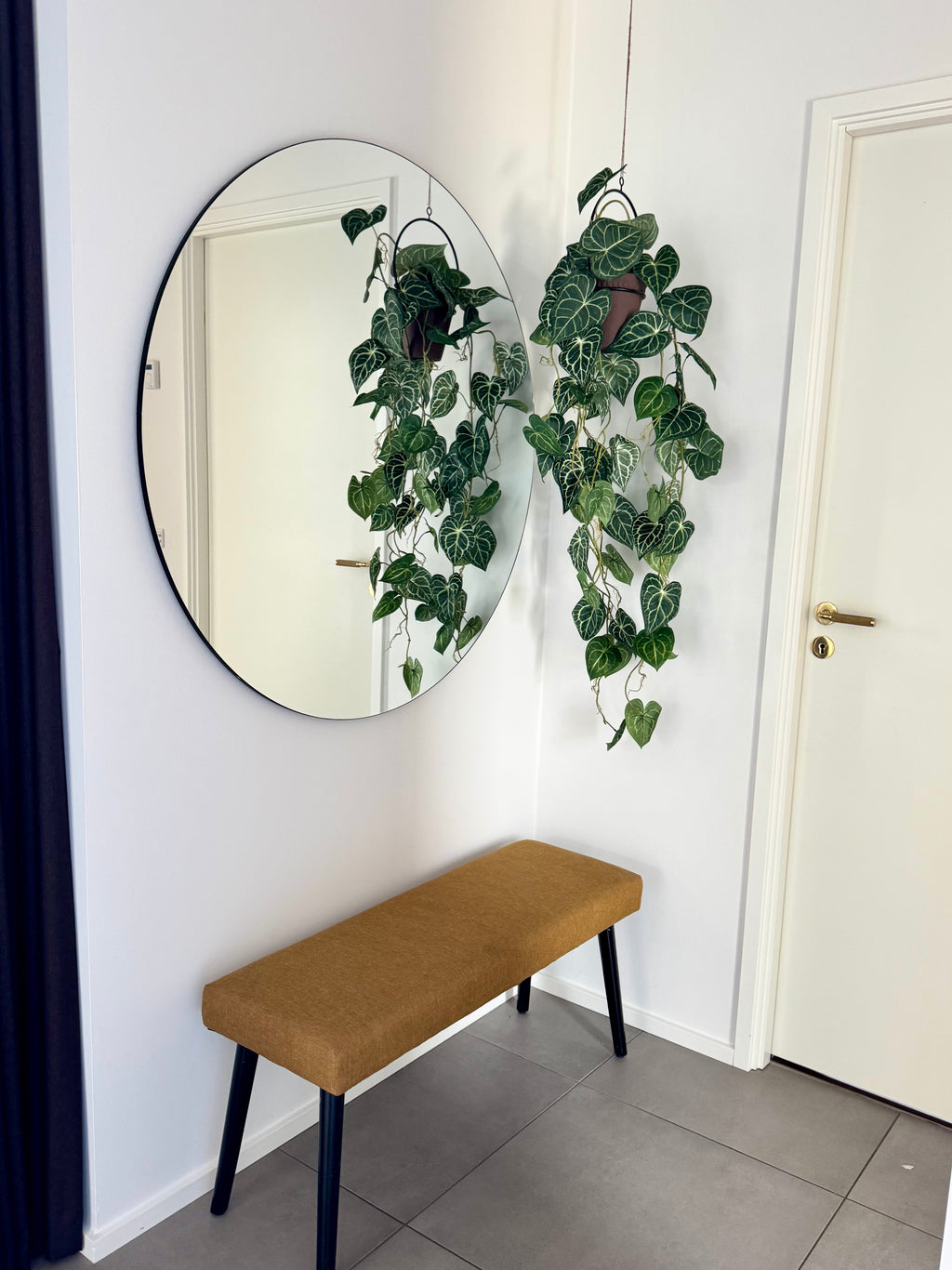 Anthurium ranke