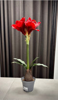 Rød amaryllis i potte