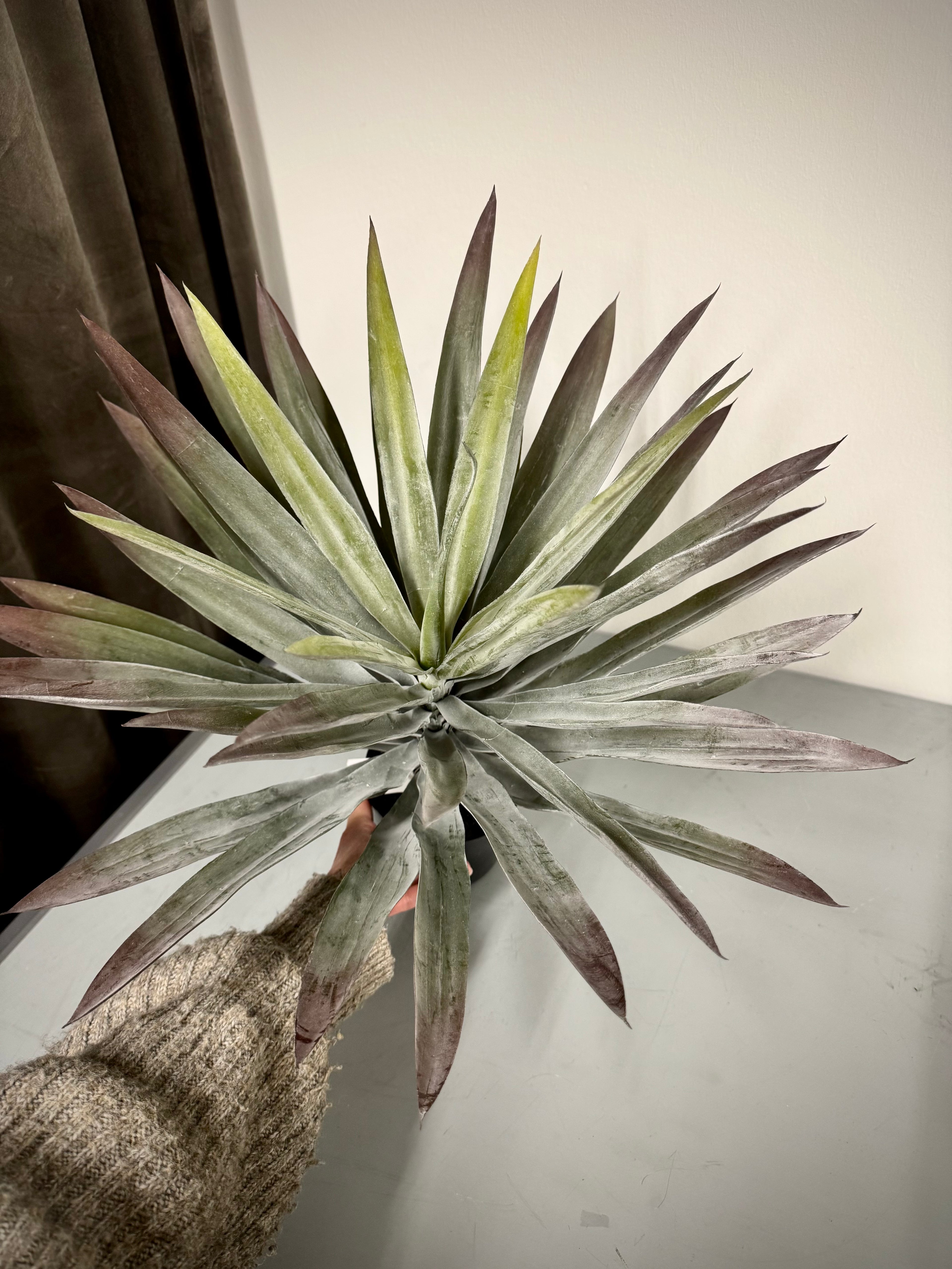 Yucca Palme H 48 cm