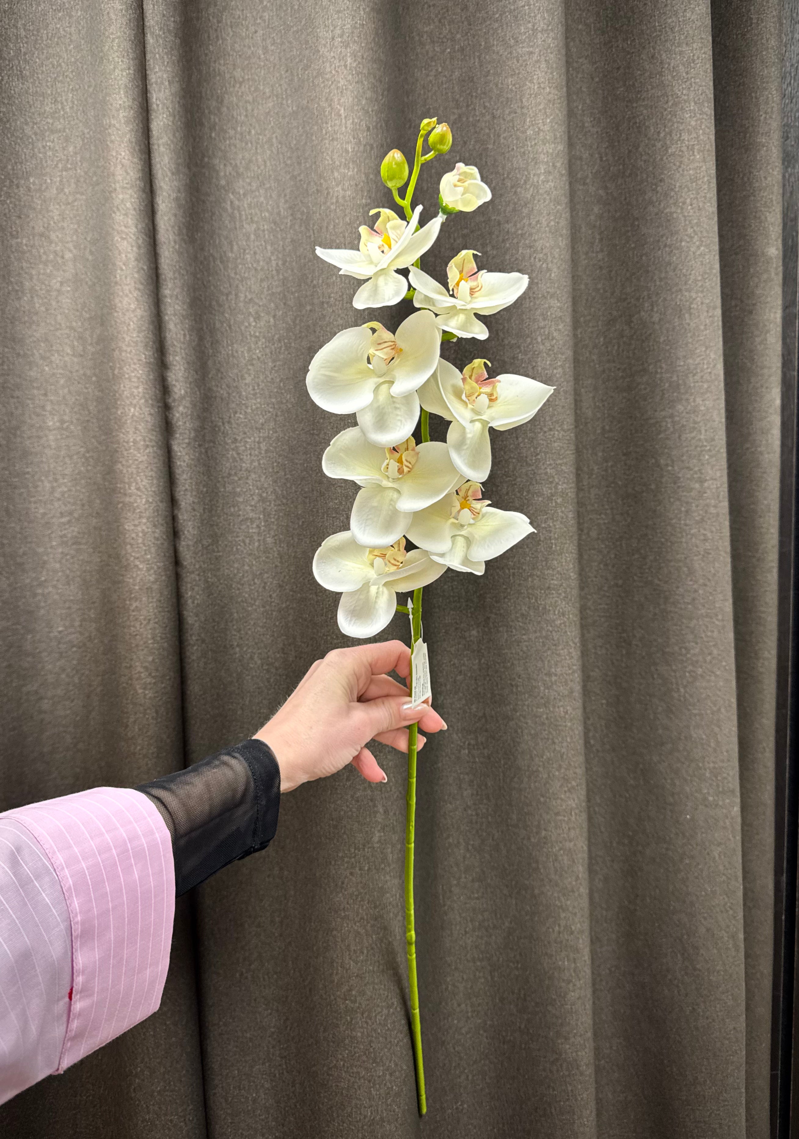 Orkidé stilk hvid