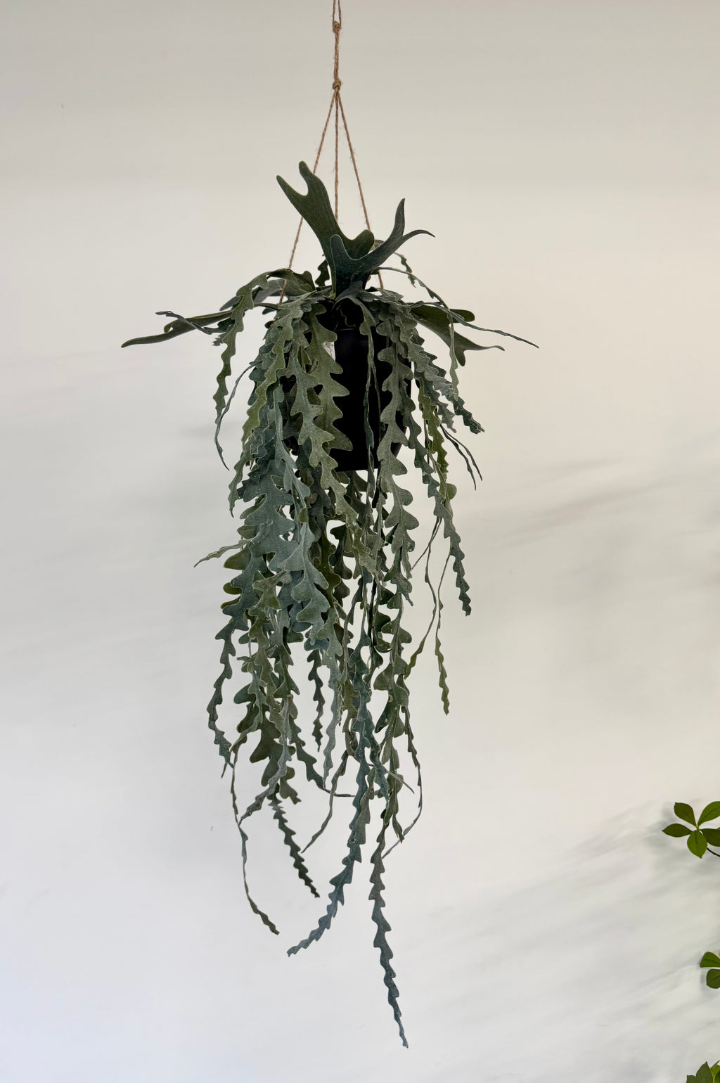Epiphyllum hænge L 91cm
