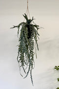 Epiphyllum hænge L 91cm
