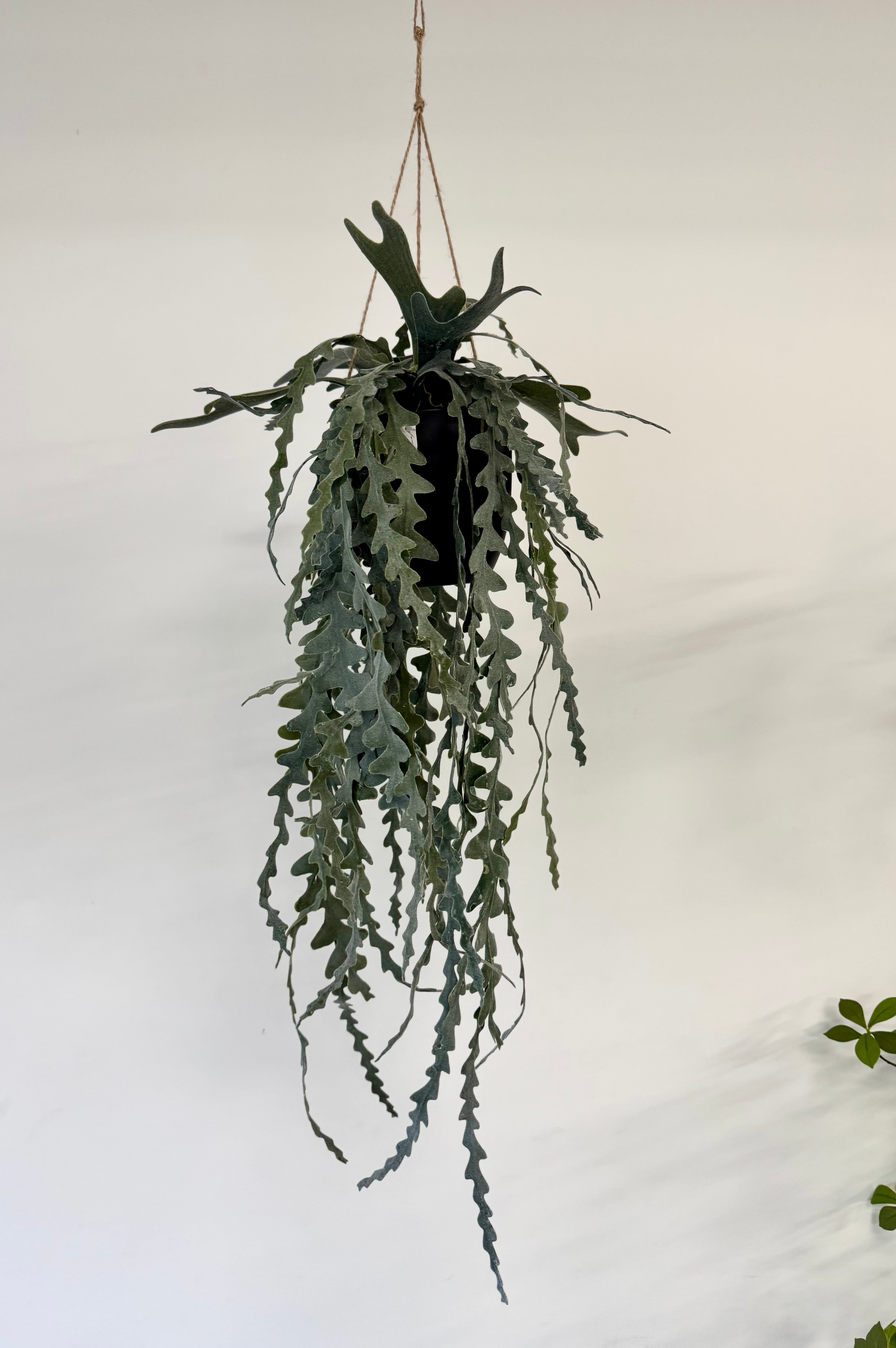 Epiphyllum hænge L 91cm