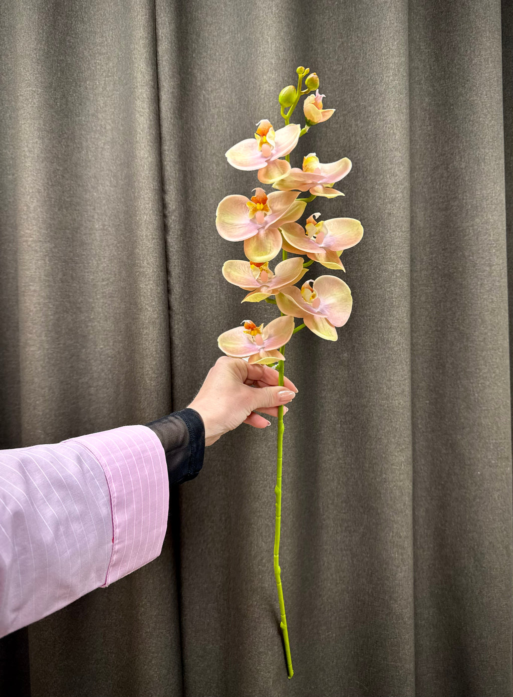 Orkidé stilk rosa