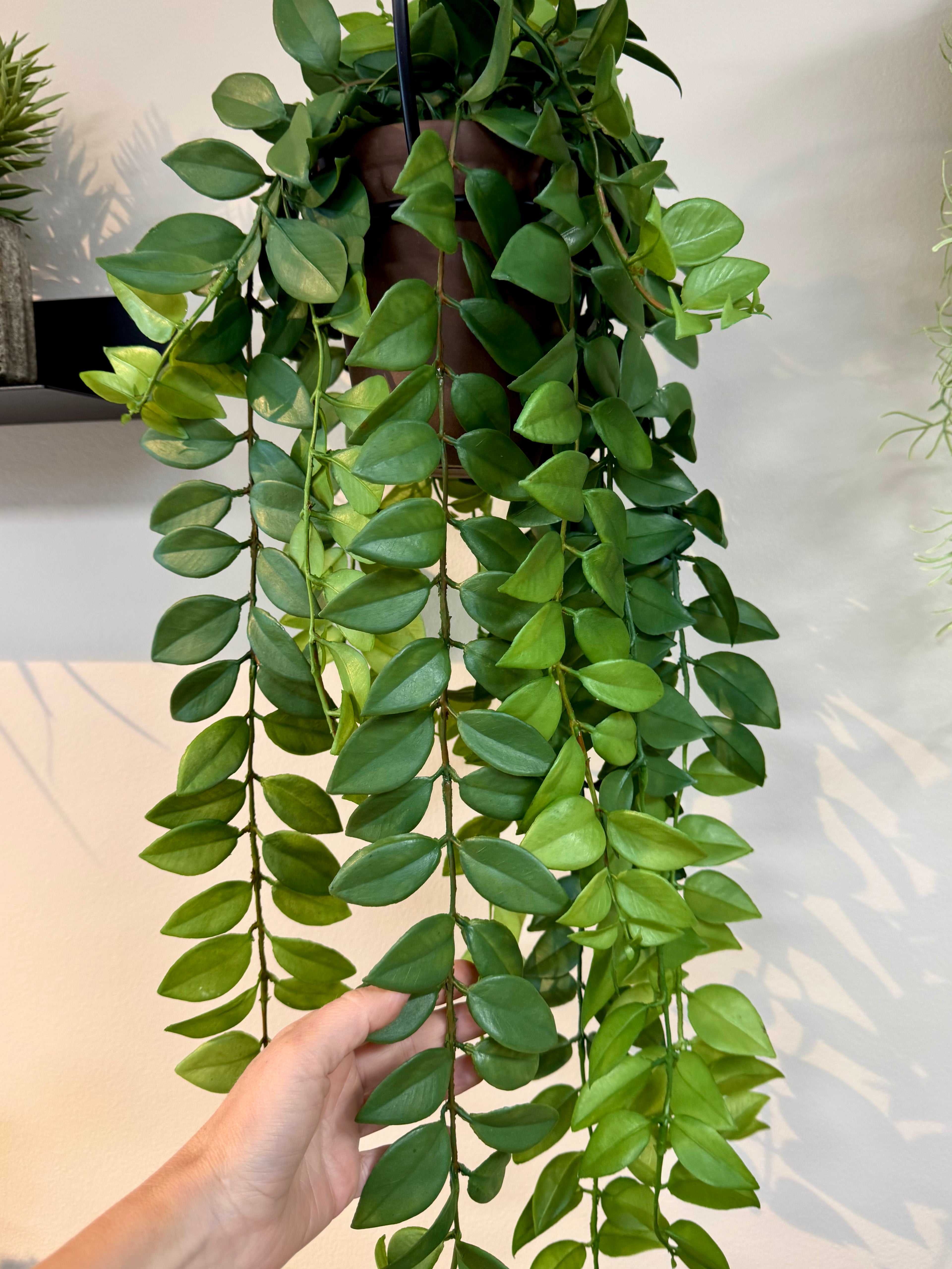 Hoya plante hænge
