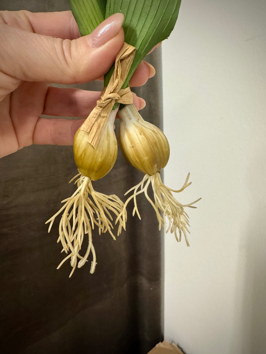 Tulipan på løg rød