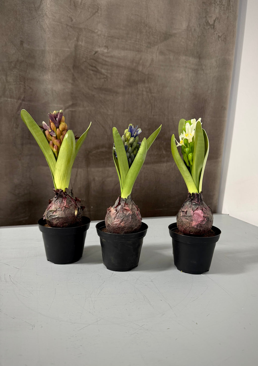 Hyacint i potte hvid