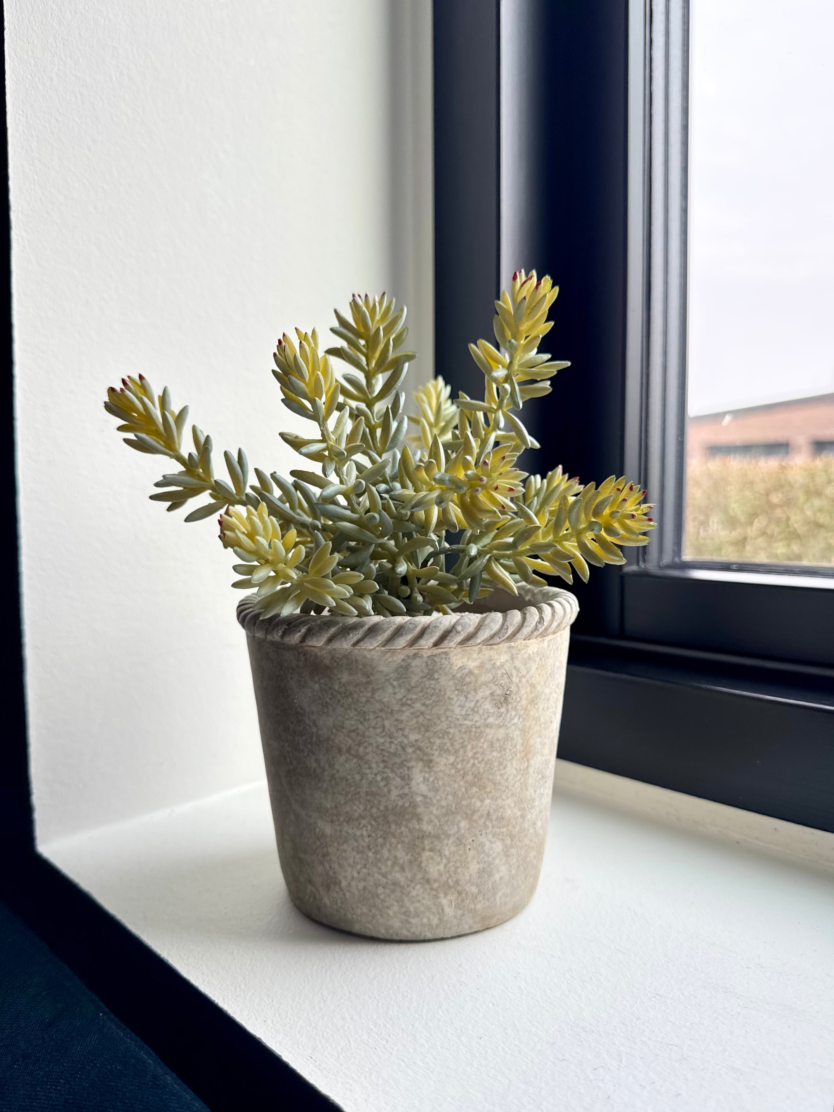 Sukkulent stilk 20 cm