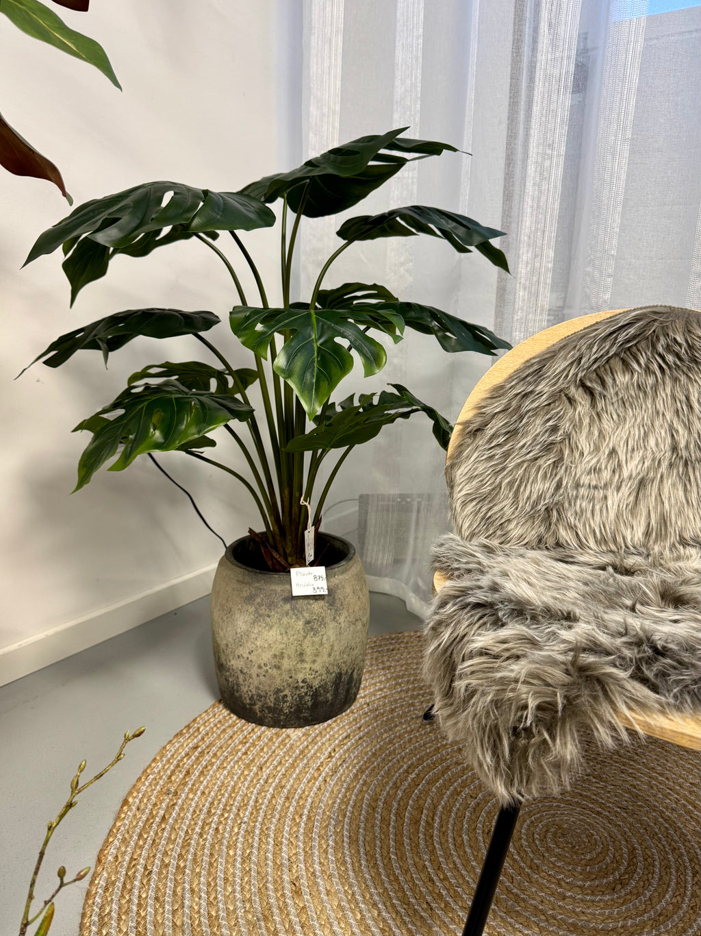Split philodendron