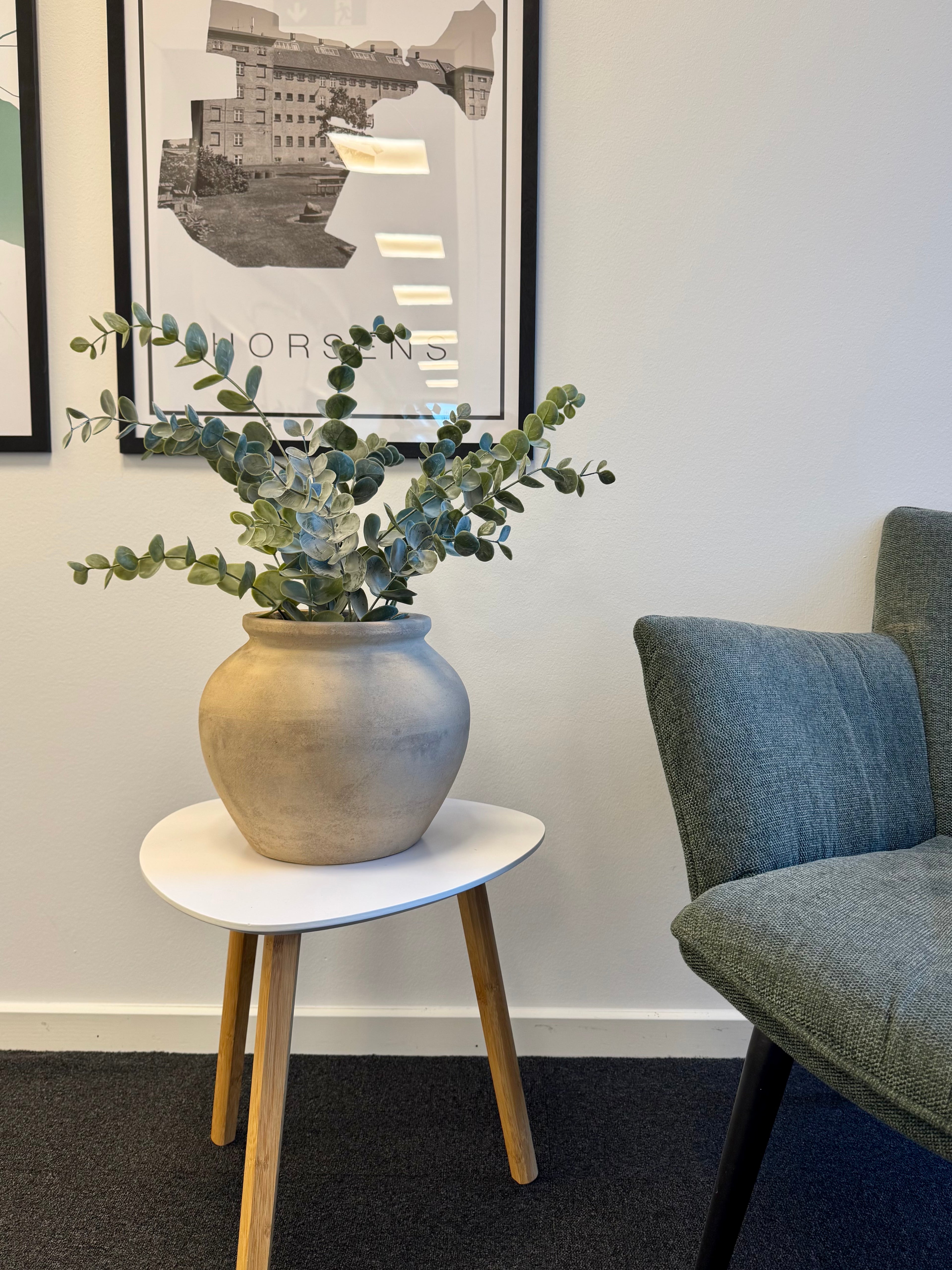 Eucalyptus i potte H. 50 cm