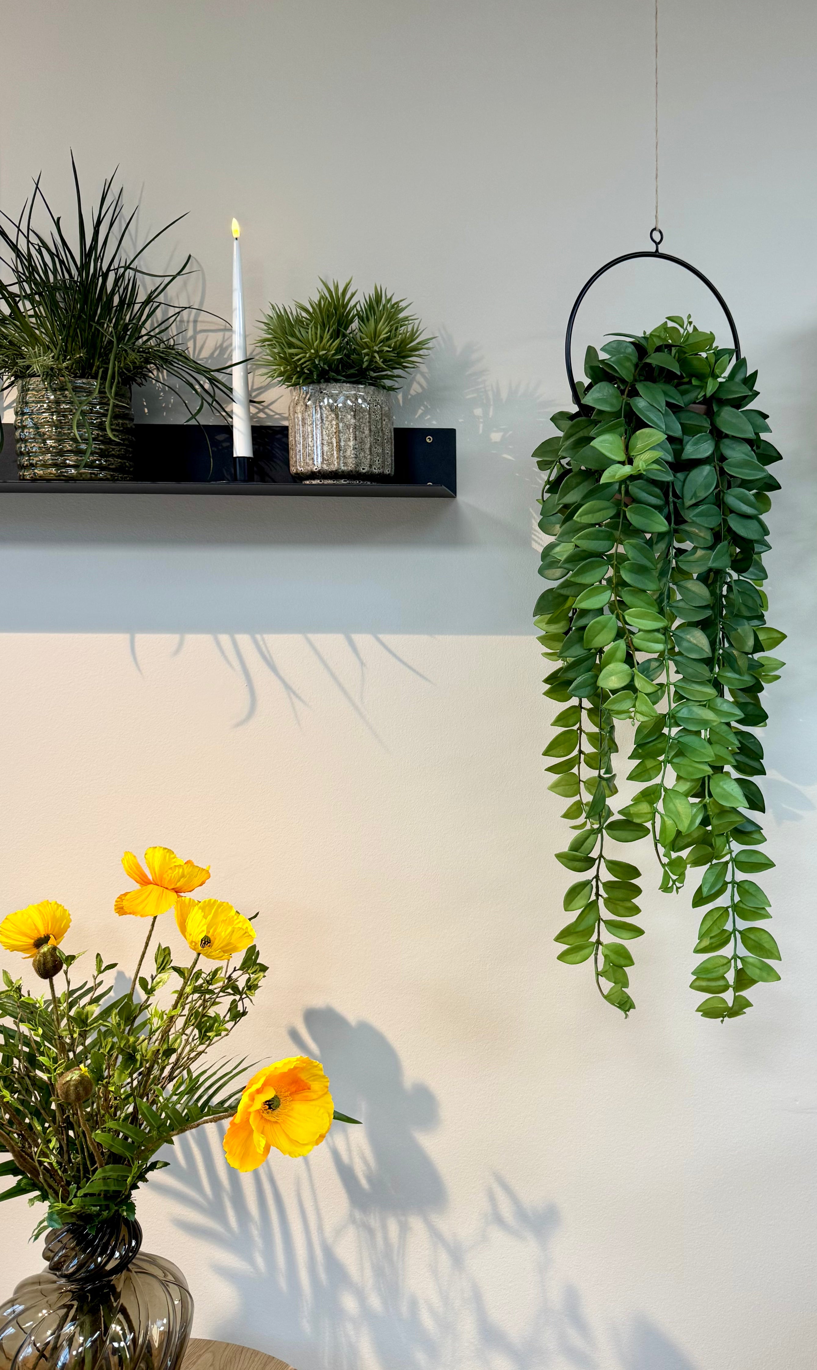Hoya plante hænge
