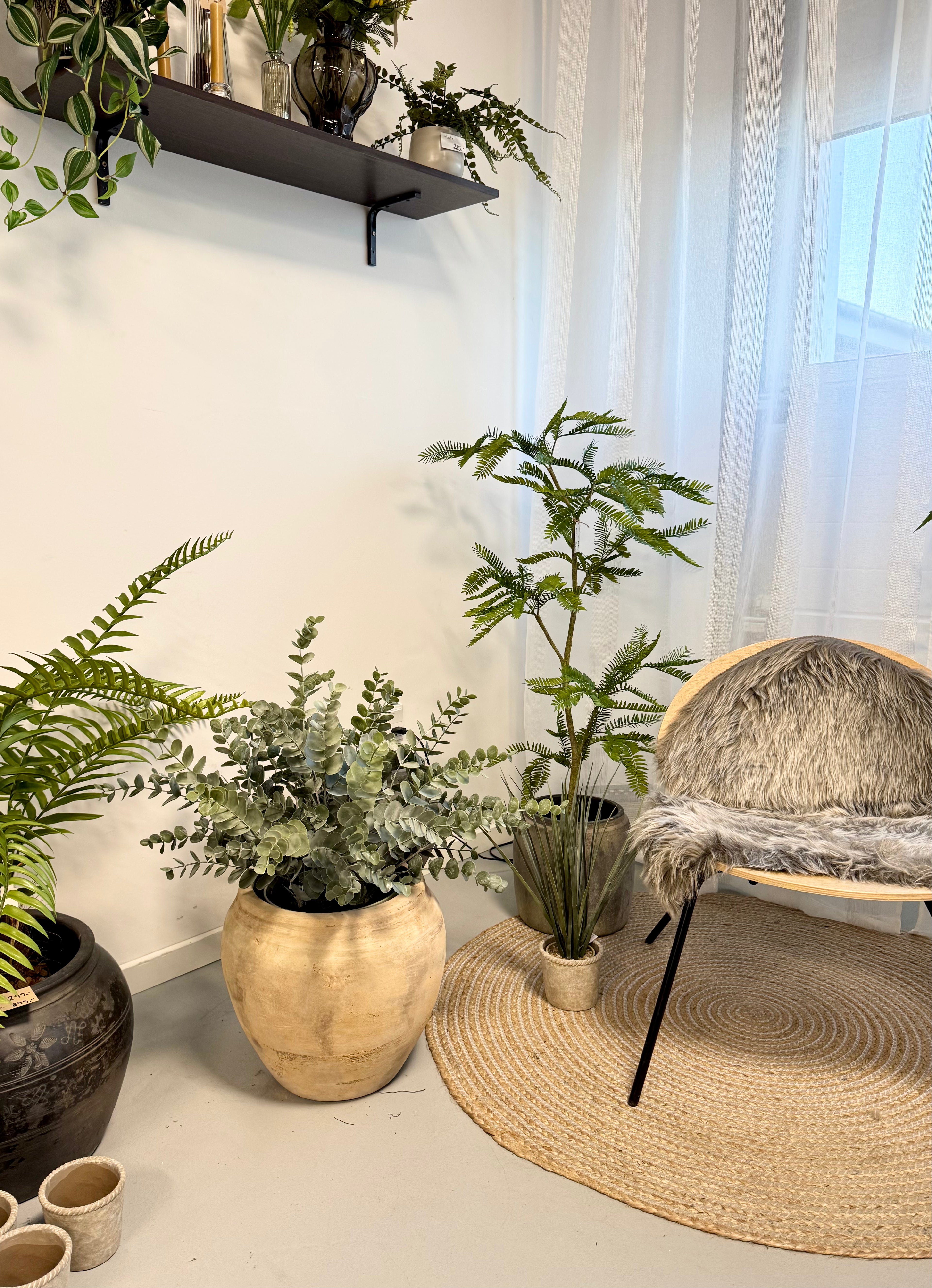 Stor eucalyptus i potte