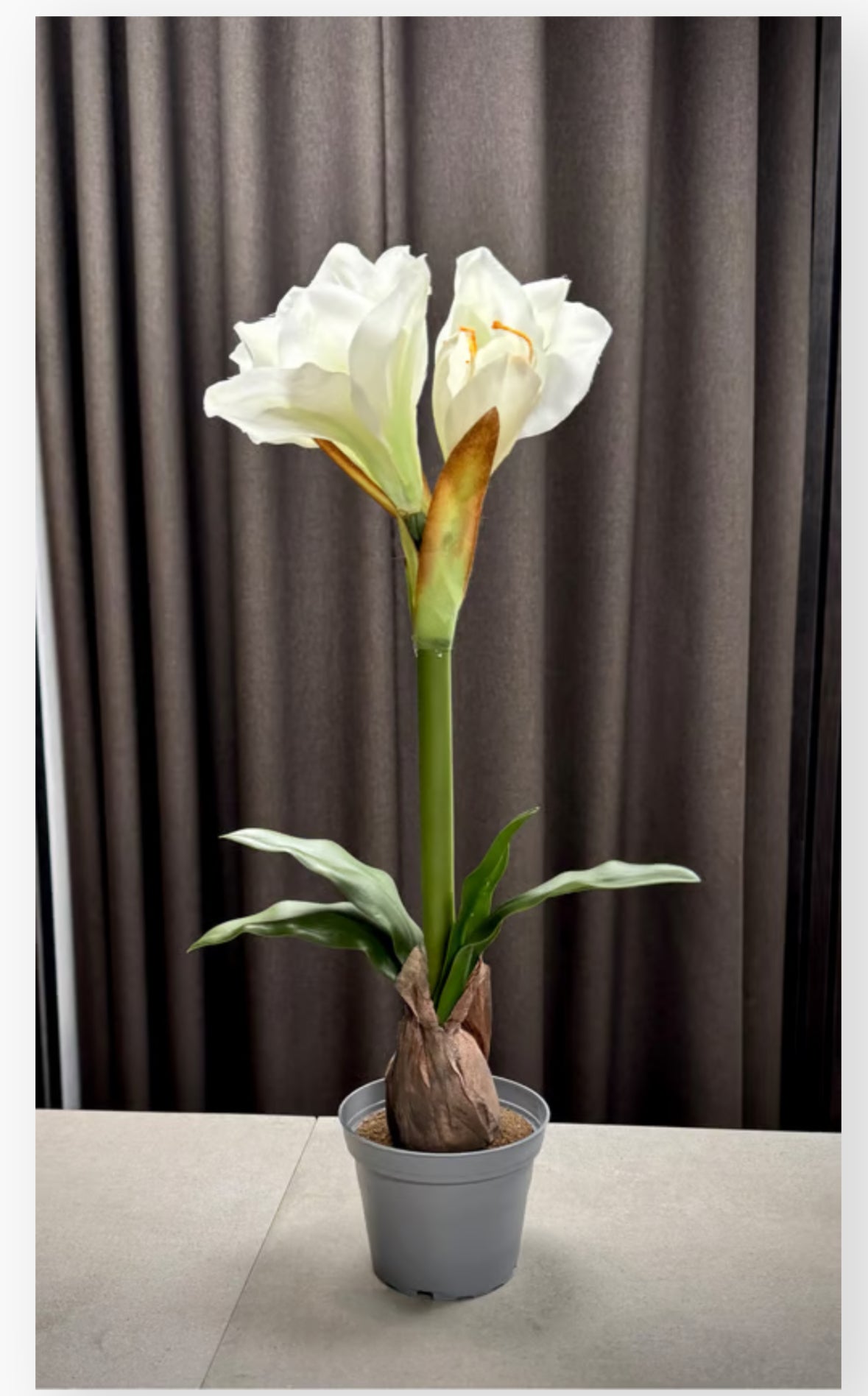 Amaryllis i potte hvid