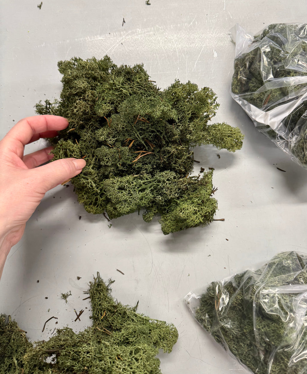 Rensdyr mos mørk grøn