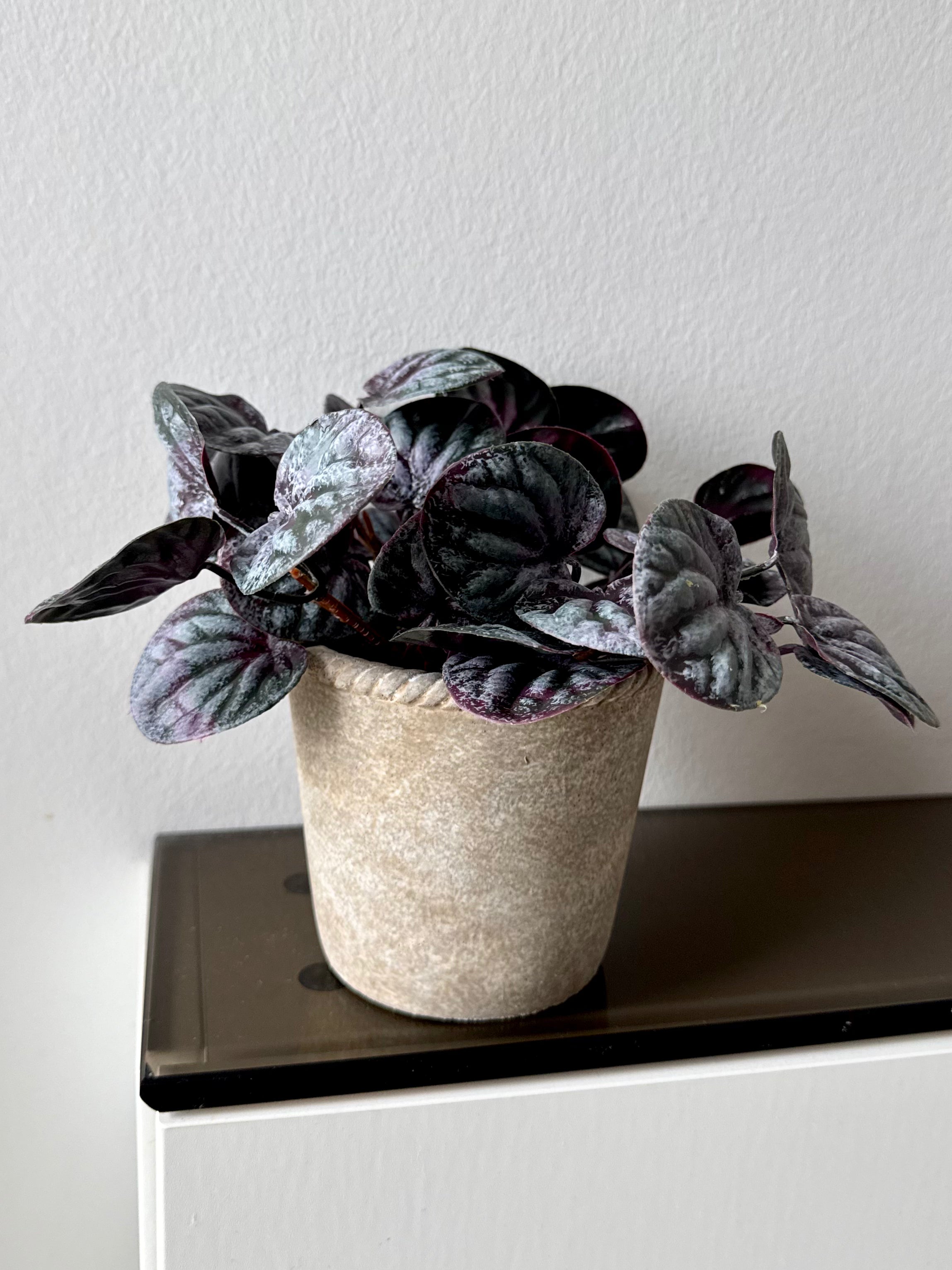 Saint Pauli i potte 15 cm