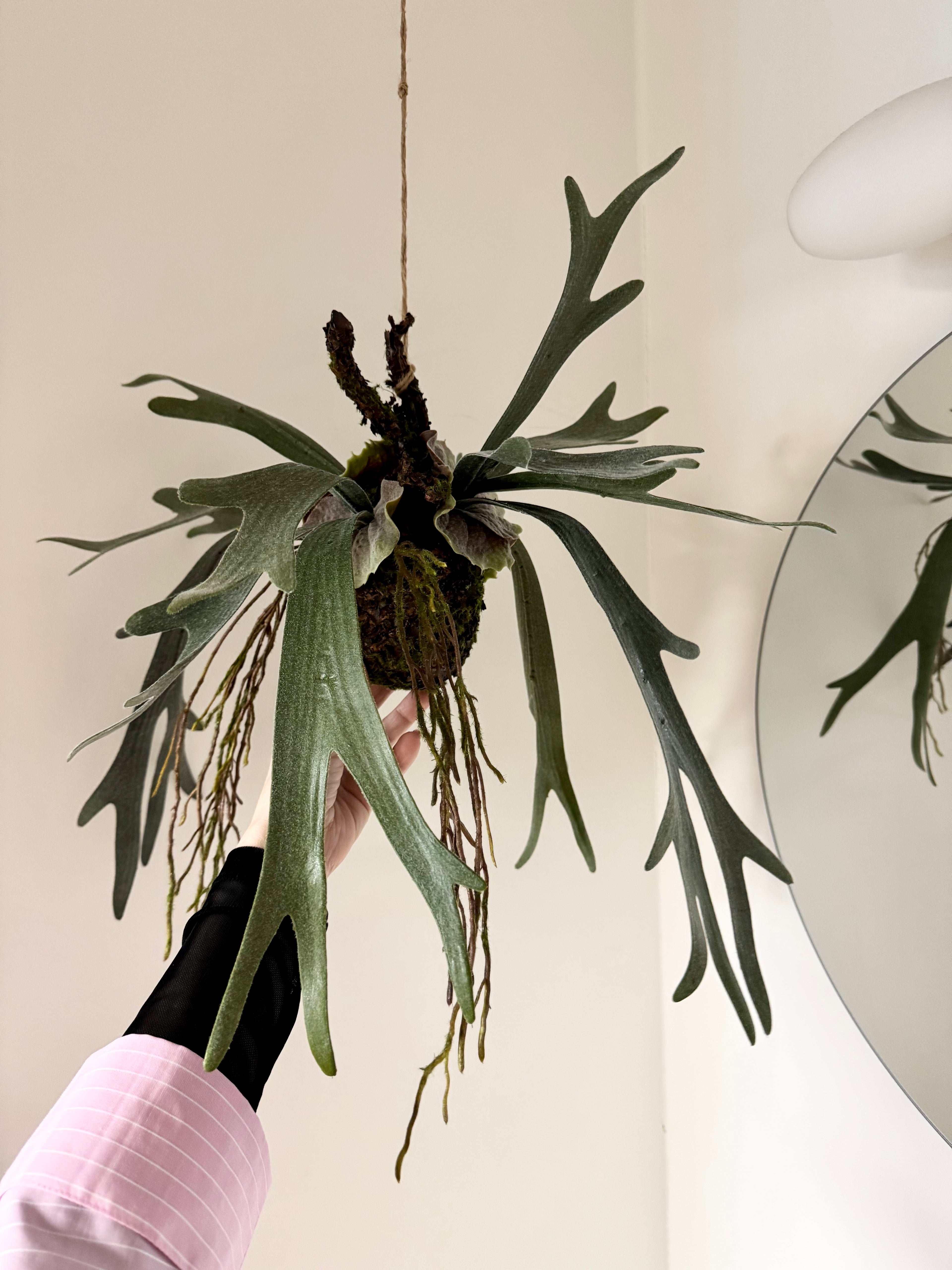 Hjorte bregne på moskugle