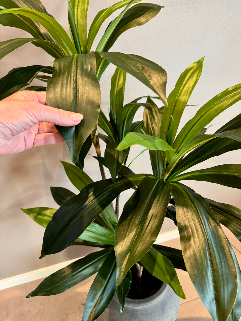 Dracena plante 110 cm
