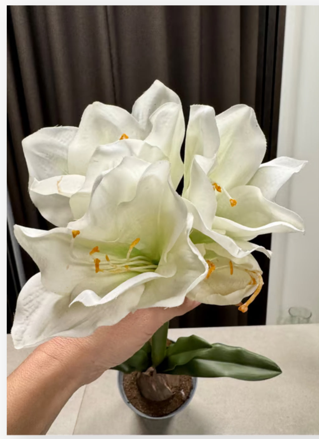 Amaryllis i potte hvid