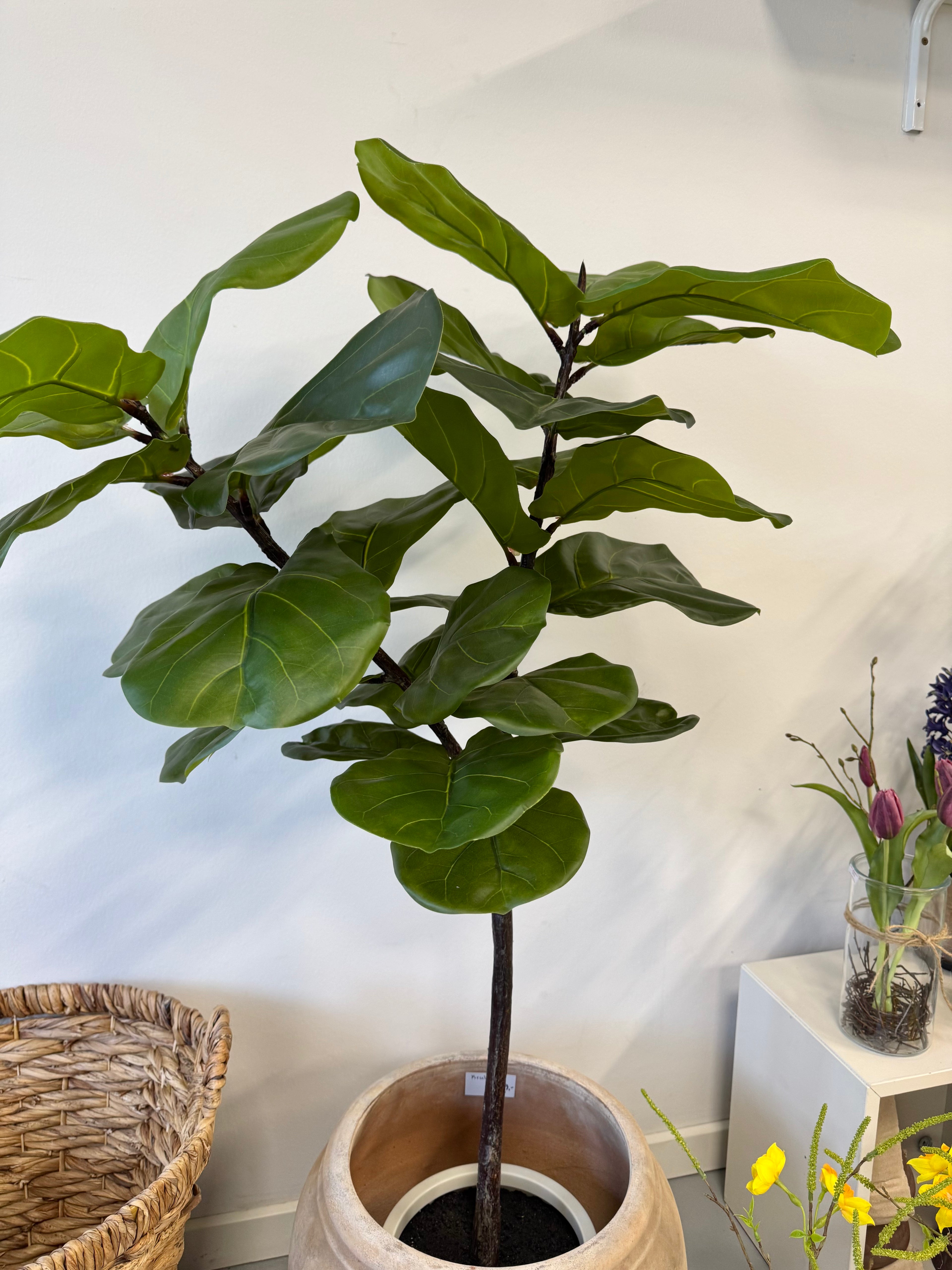 Ficus plante 120 cm