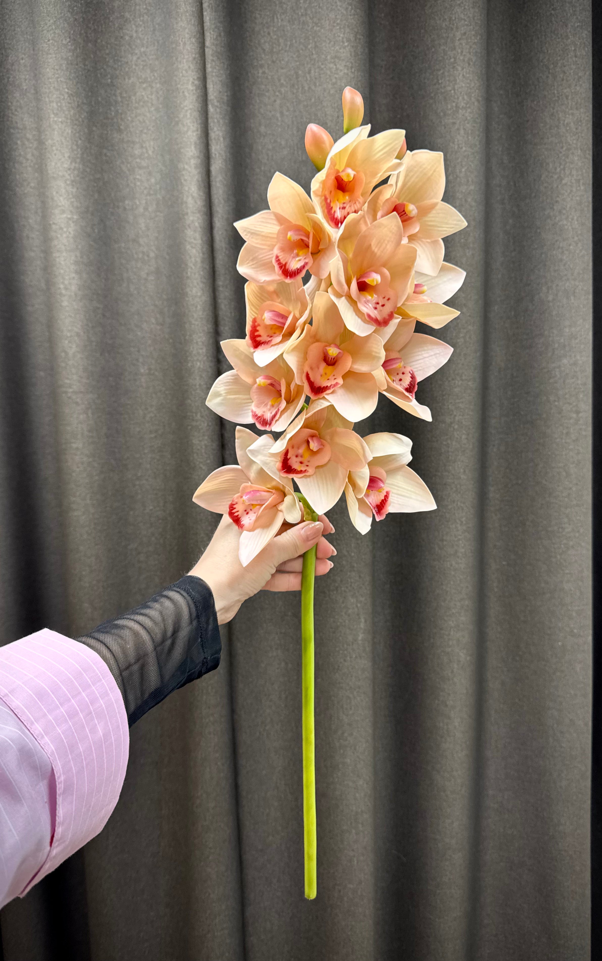 Cymbidium