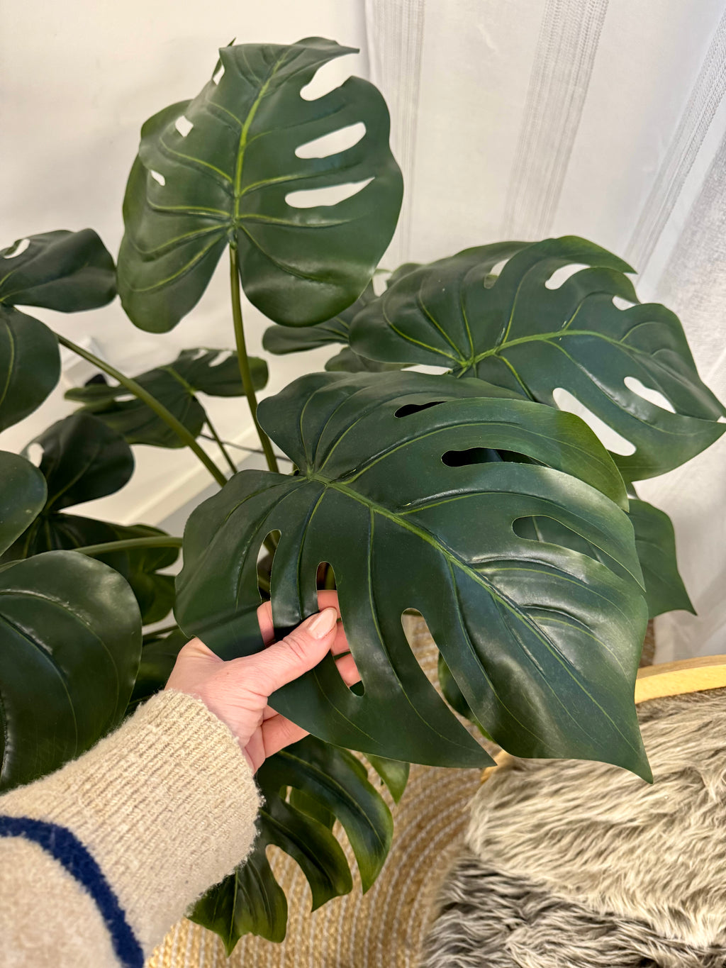 Split philodendron