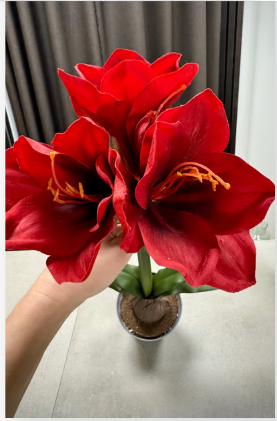 Rød amaryllis i potte