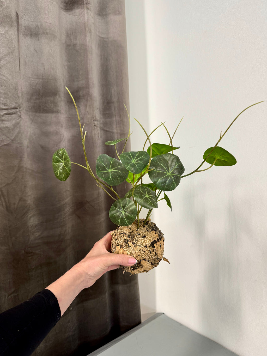 Stephania knold