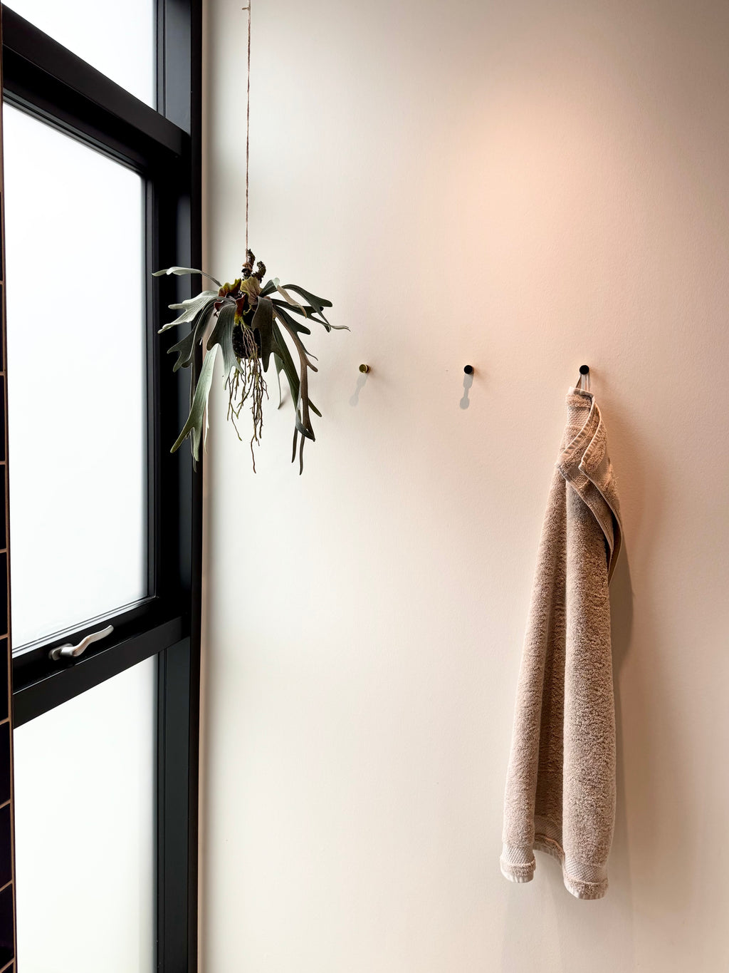 Hjorte bregne på moskugle