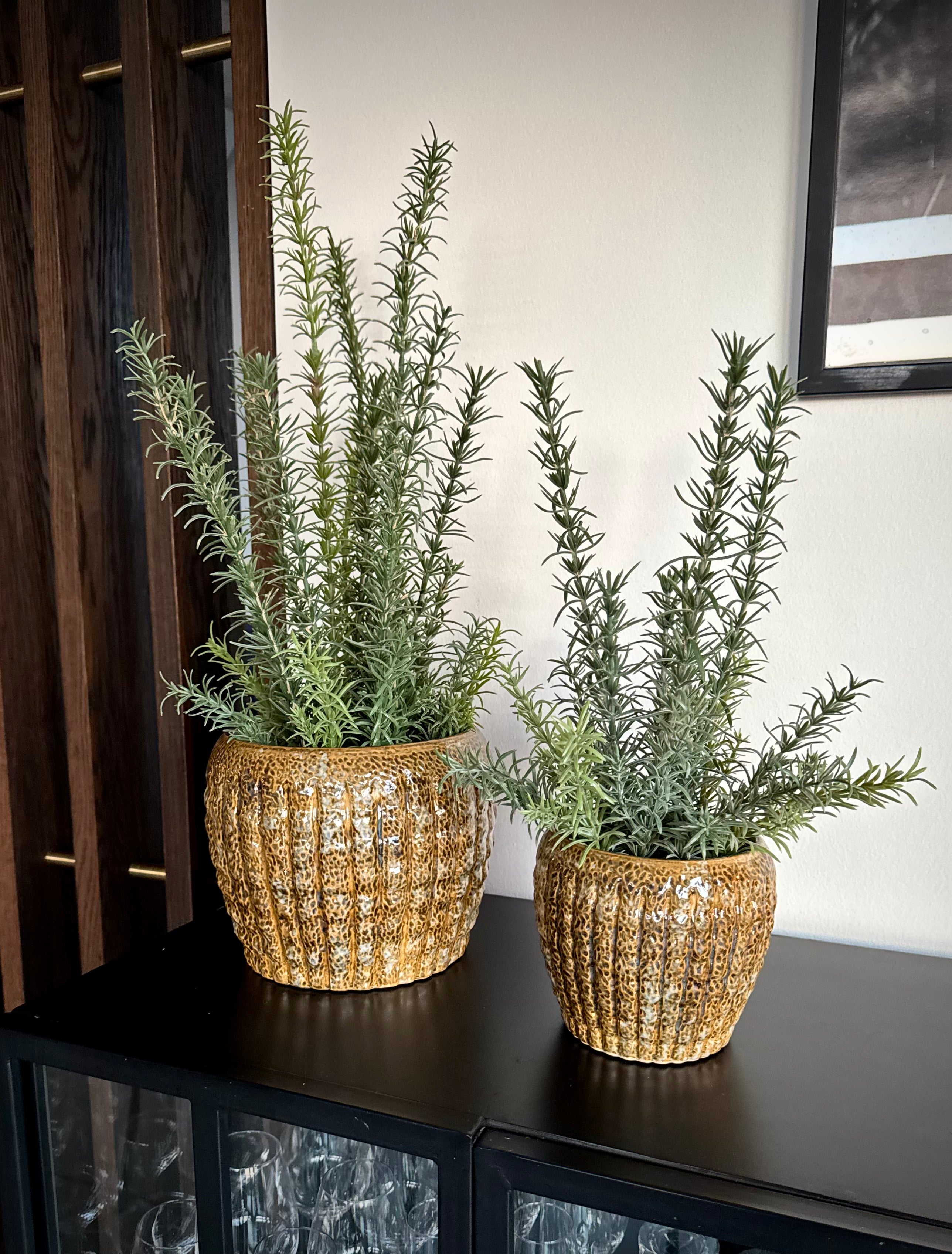Rosmarin i potte 58 cm