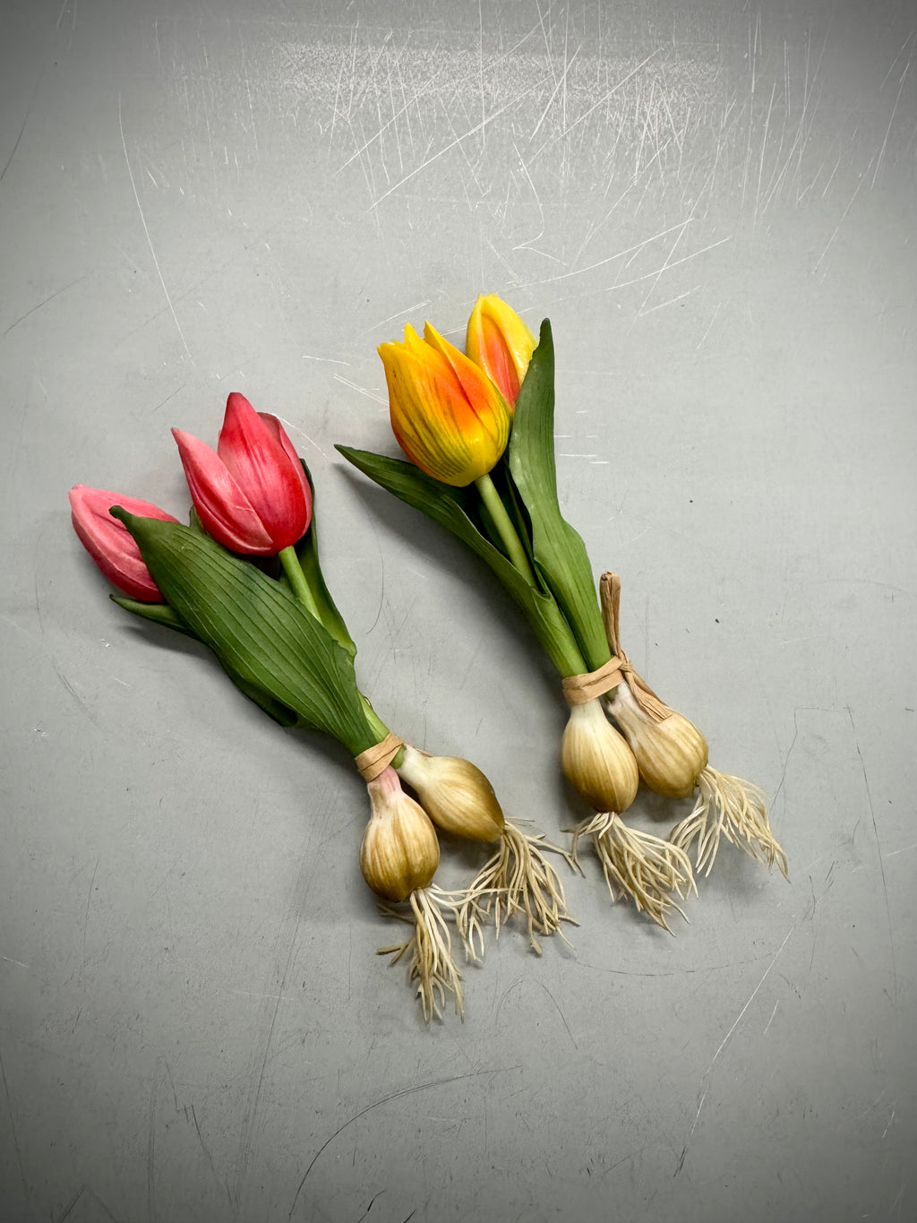 Tulipan på løg rød