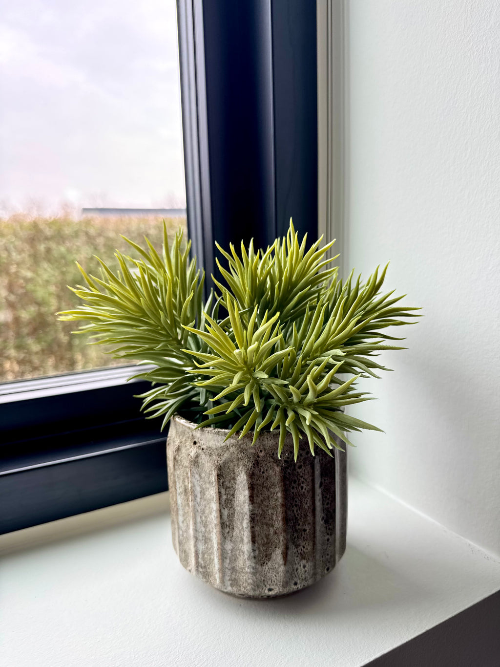 Fyrregren 25 cm