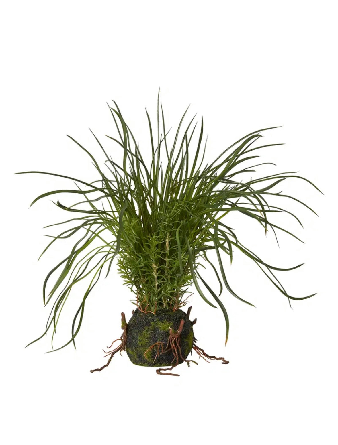 Græs plante med rod